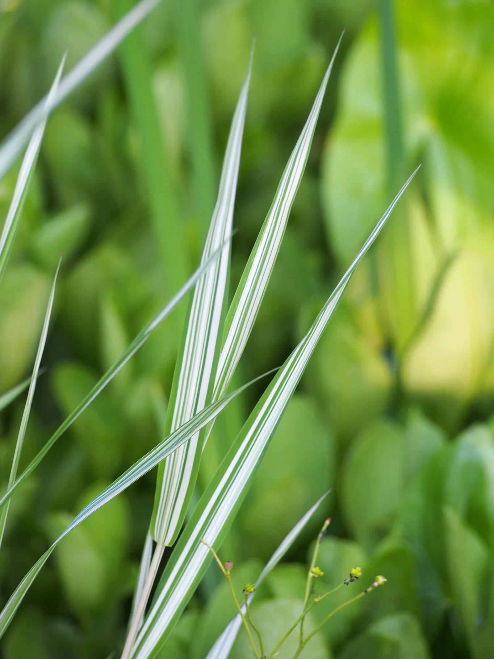 Reed Canary Grass (Phalaris Arundinacea) — Hardy across USDA Zones 4 to 9; caution: It's invasive and may require management to keep in check