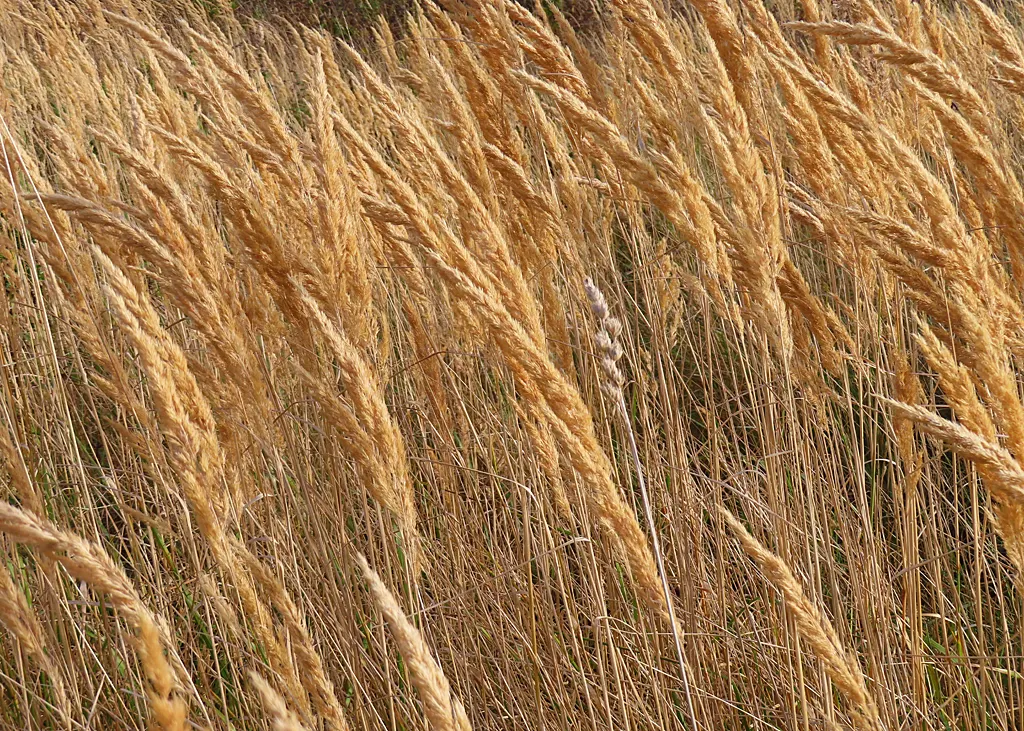 Reed Canary Grass (Phalaris Arundinacea) — glossy leaves approximately 1/2 an inch wide and can grow over 10 inches long