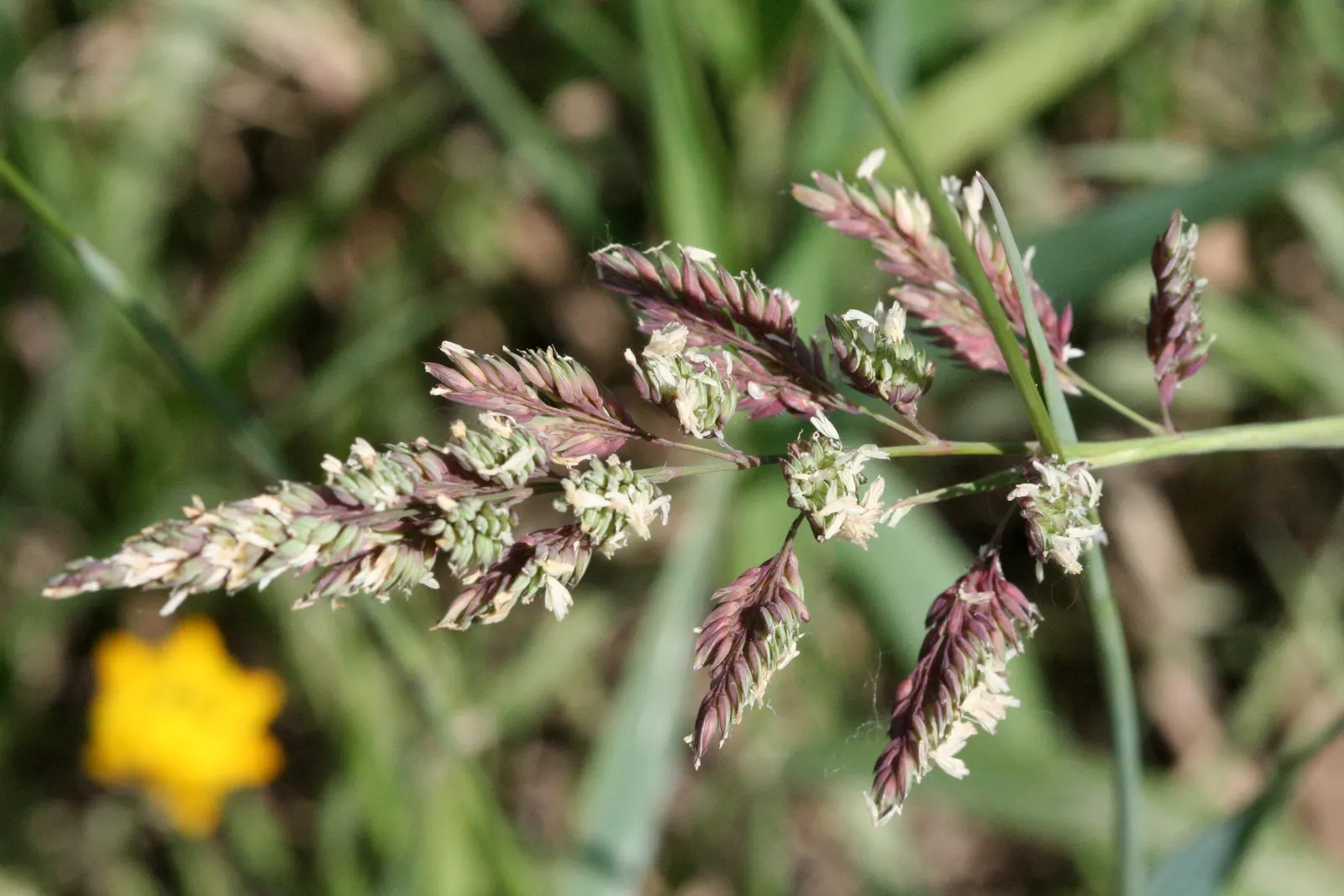 Reed Canary Grass (Phalaris Arundinacea) — removing the flower heads before they set seed is recommended; with a similar spread that can form dense, image 67