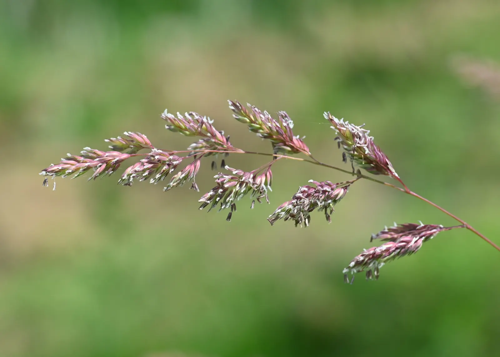 Reed Canary Grass (Phalaris Arundinacea) — glossy leaves approximately 1/2 an inch wide and can grow over 10 inches long; this grass often reaches heights