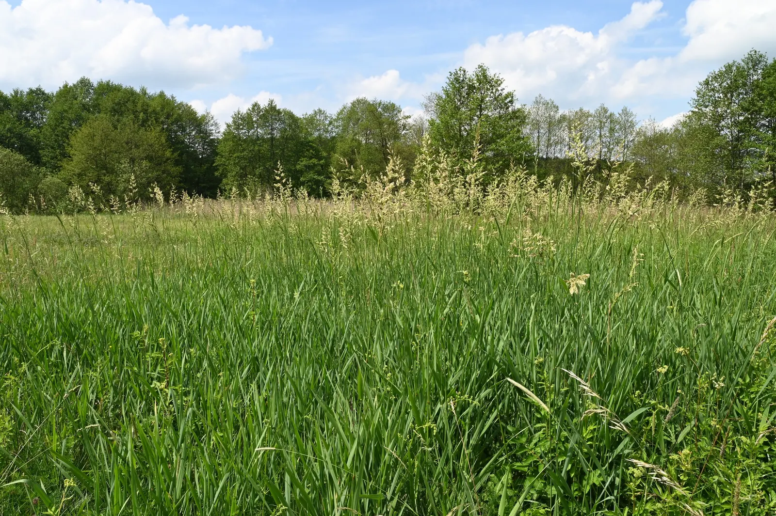 Reed Canary Grass (Phalaris Arundinacea) — Its dense, feathery, green inflorescences in summer add texture; reed Canary Grass (Phalaris arundinacea)