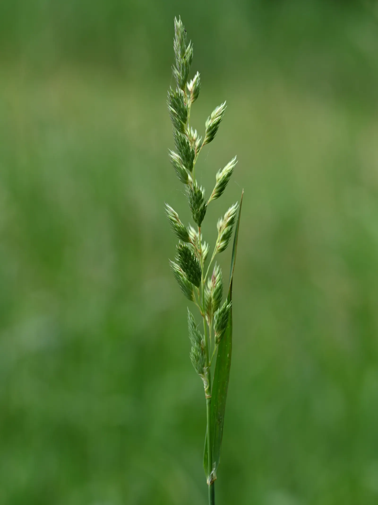 Reed Canary Grass (Phalaris Arundinacea) — Reed Canary Grass can be aggressively invasive in certain regions; pale green to purple-flushed panicles, image 64