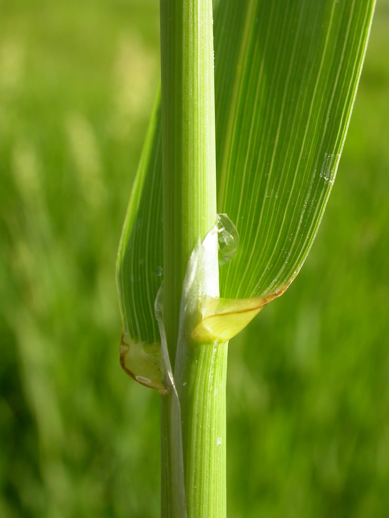 Reed Canary Grass (Phalaris Arundinacea) — To prevent self-seeding and possible invasive behavior; preferring full sun to part shade, it grows rapidly in wet