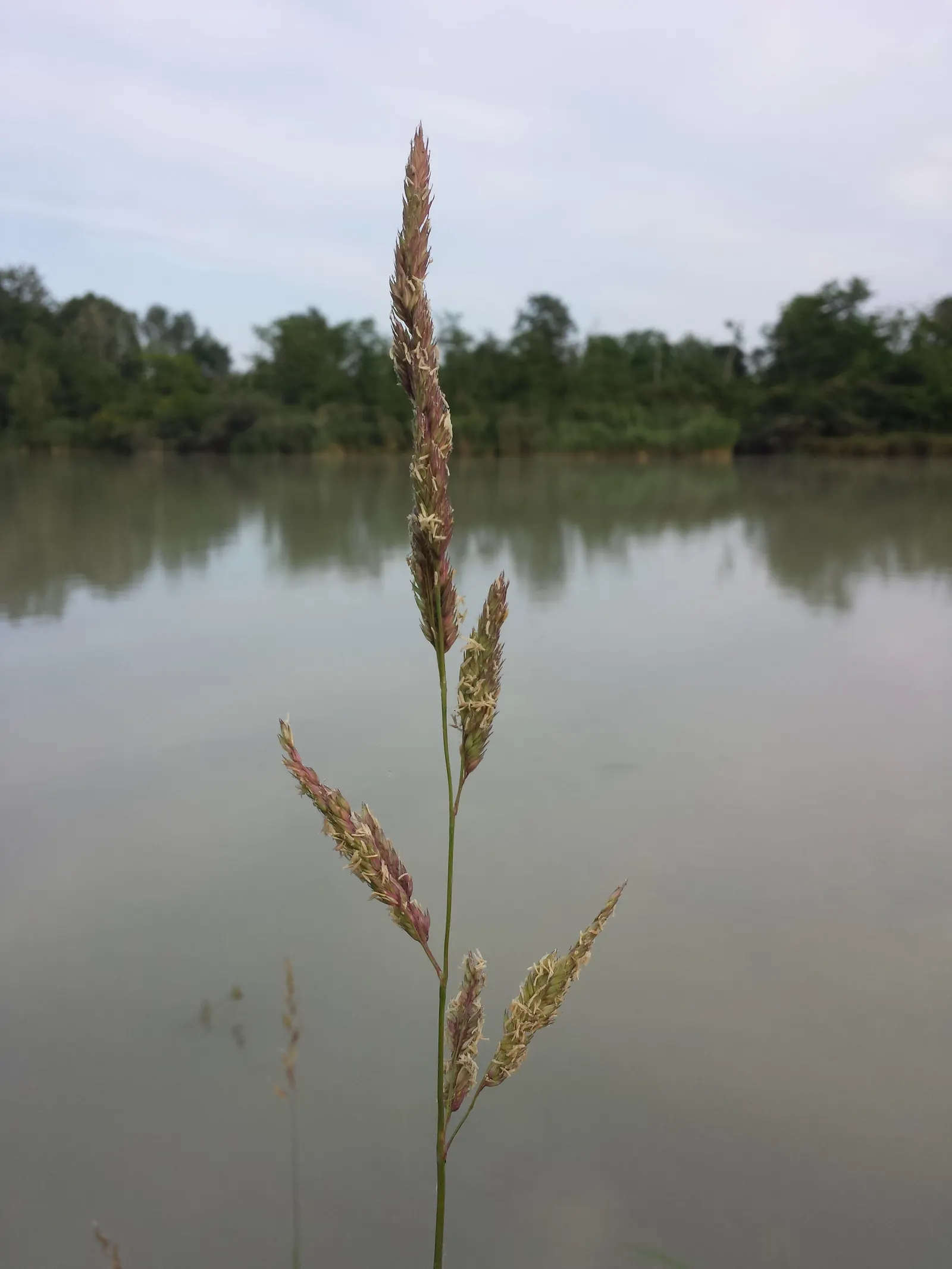 Reed Canary Grass (Phalaris Arundinacea) — Reed Canary Grass (Phalaris arundinacea); its dense, feathery, green inflorescences in summer add texture, image 73