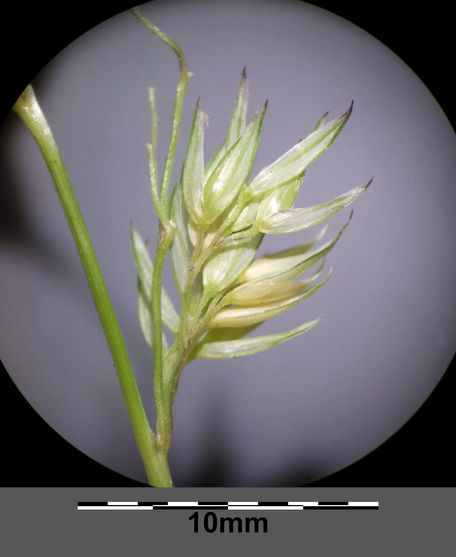 Reed Canary Grass (Phalaris Arundinacea) — this grass often reaches heights between 2 and 6 feet; glossy leaves approximately 1/2 an inch wide and, image 81