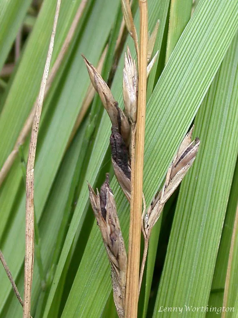Reed Canary Grass (Phalaris Arundinacea) — pale green to purple-flushed panicles that make a subtle statement; reed Canary Grass can be, image 61