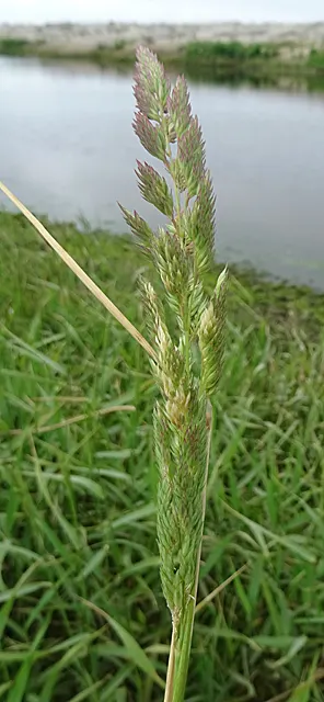 Reed Canary Grass (Phalaris Arundinacea) — grass for full or half; reed Canary Grass presents a hardy option for both functional and aesthetic purposes in your