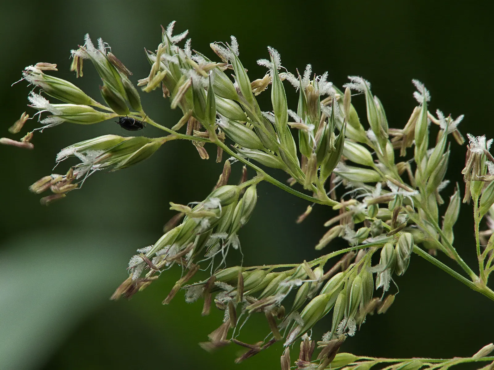 Reed Canary Grass (Phalaris Arundinacea) — pale green to purple-flushed panicles that make a subtle statement; reed Canary Grass can be, image 85
