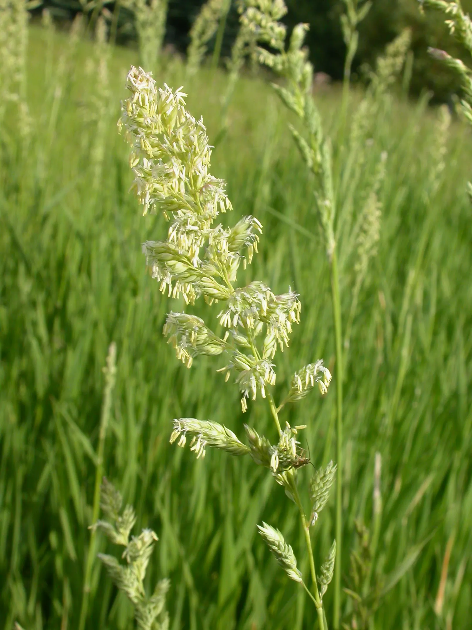 Reed Canary Grass (Phalaris Arundinacea) — pale green to purple-flushed panicles that make a subtle statement