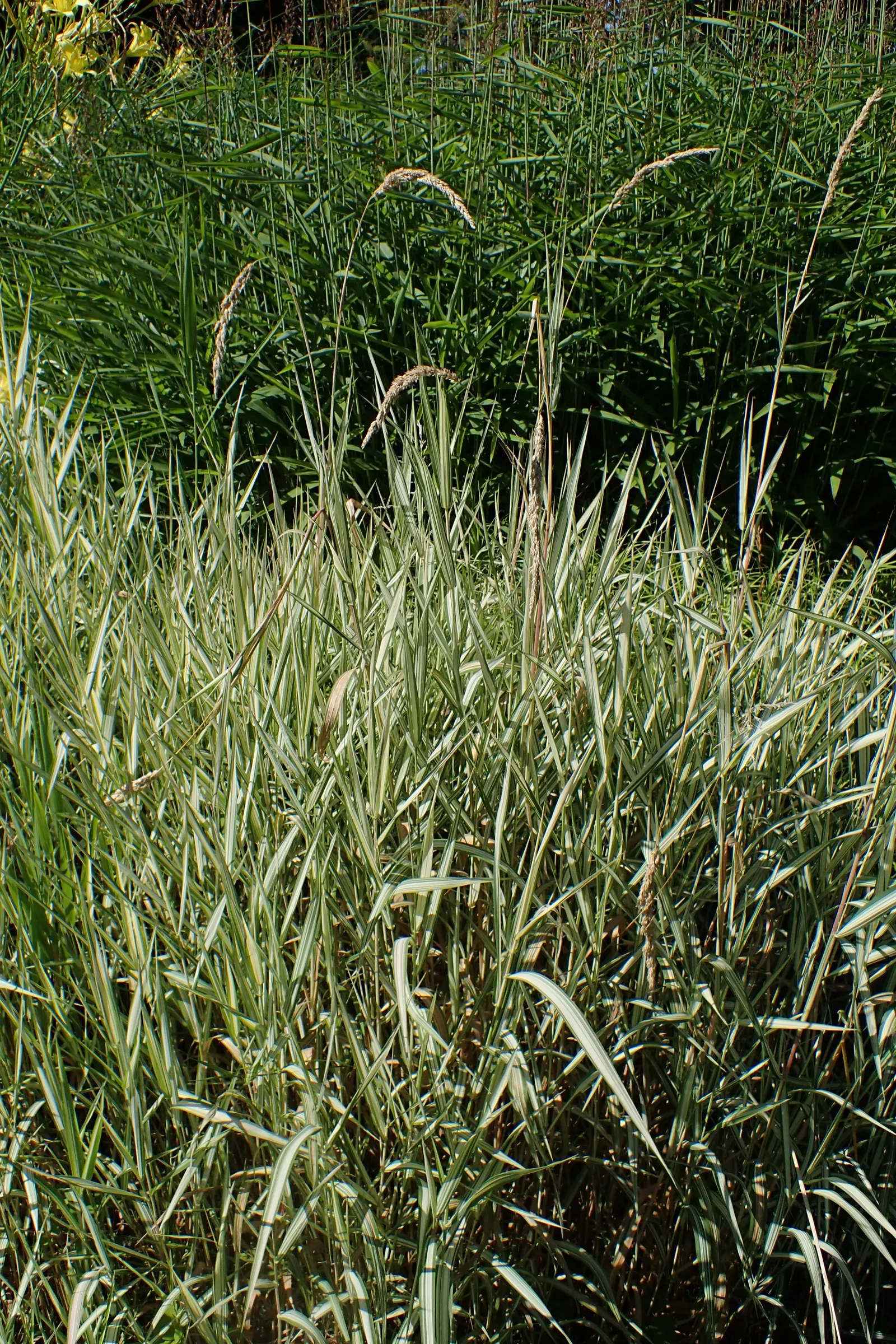 Reed Canary Grass (Phalaris Arundinacea) — Reed Canary Grass (Phalaris arundinacea); its dense, feathery, green inflorescences in summer add texture