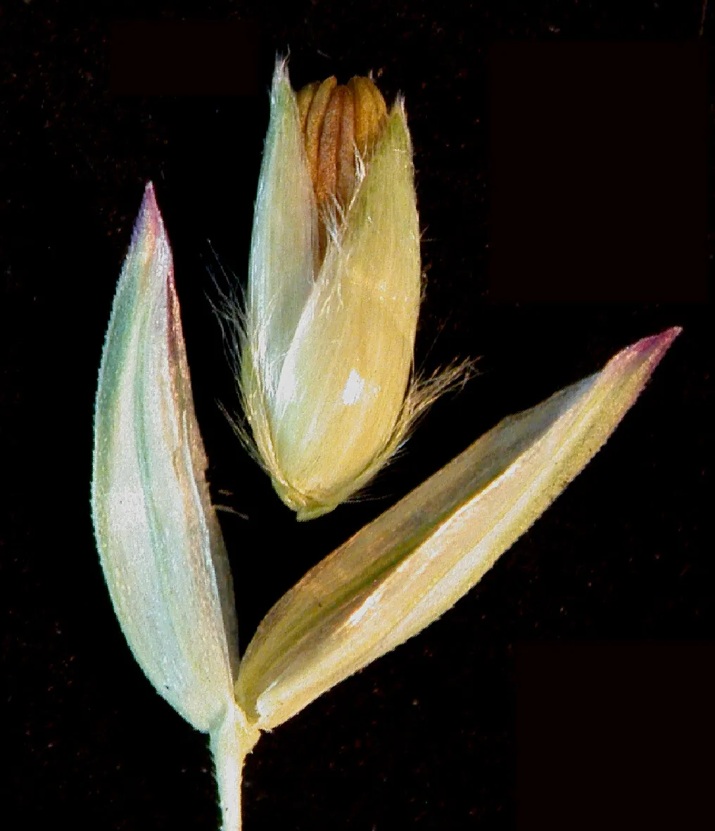 Reed Canary Grass (Phalaris Arundinacea) — Hardy across USDA Zones 4 to 9