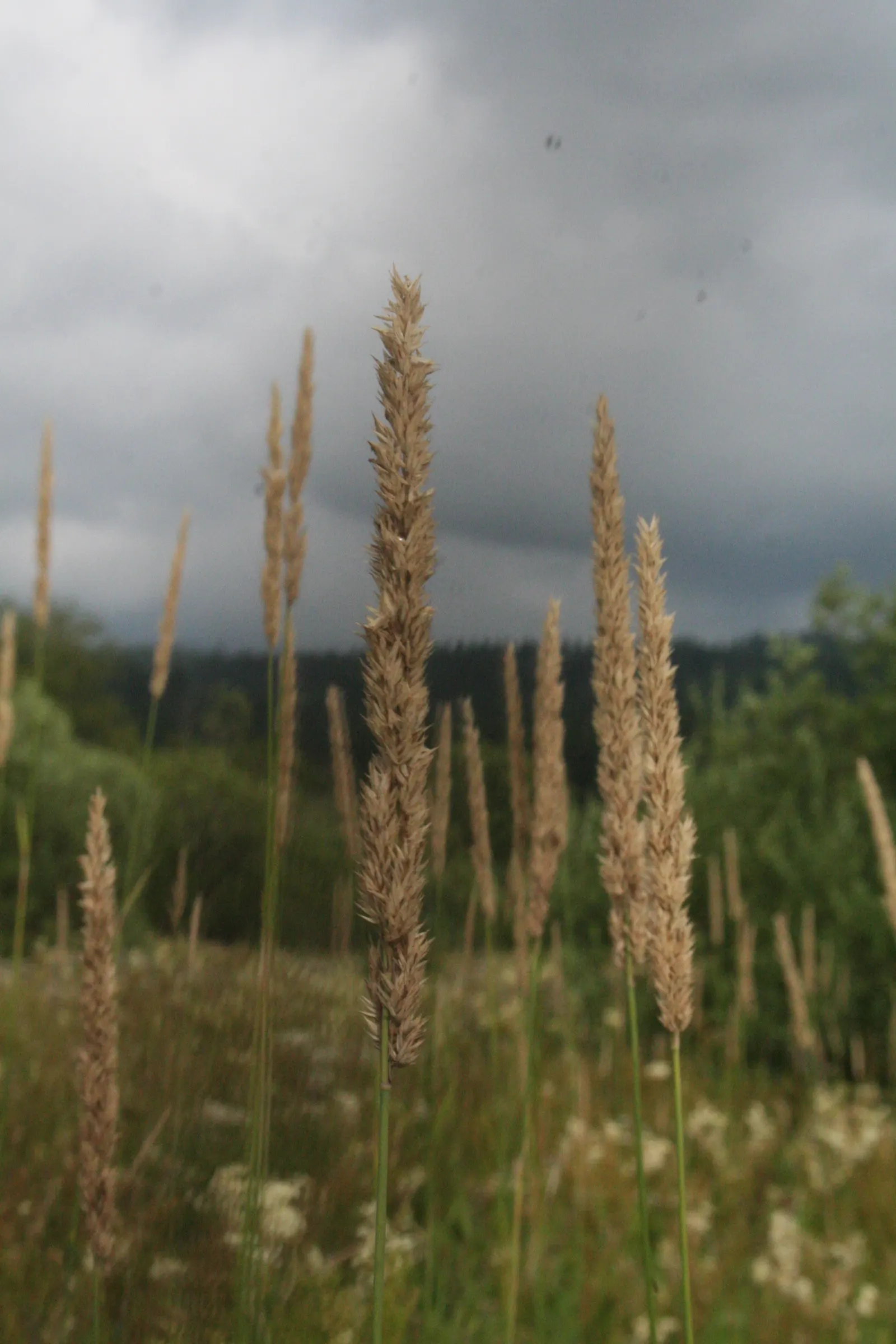 Reed Canary Grass (Phalaris Arundinacea) — Whether you seek to create naturalized borders or to integrate a water-wise feature; outcompeting native, image 92