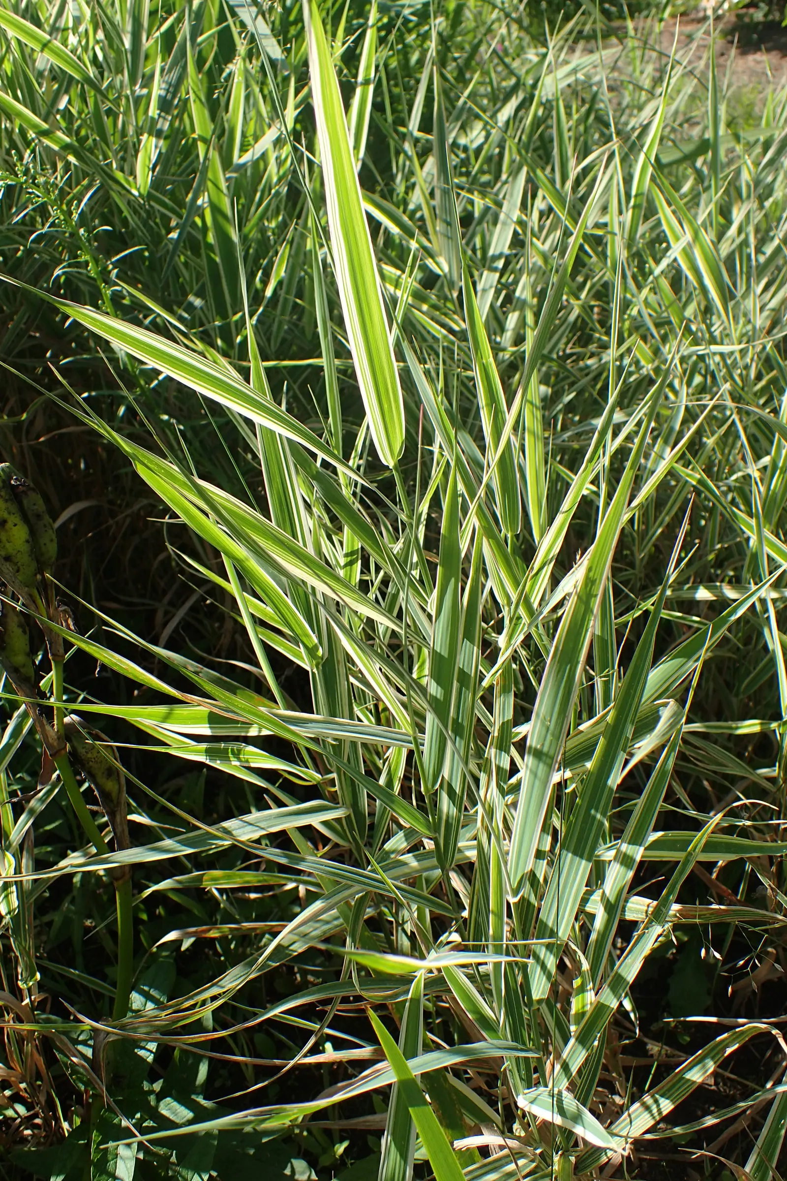 Reed Canary Grass (Phalaris Arundinacea) — glossy leaves approximately 1/2 an inch wide and can grow over 10 inches long; this grass often reaches, image 84