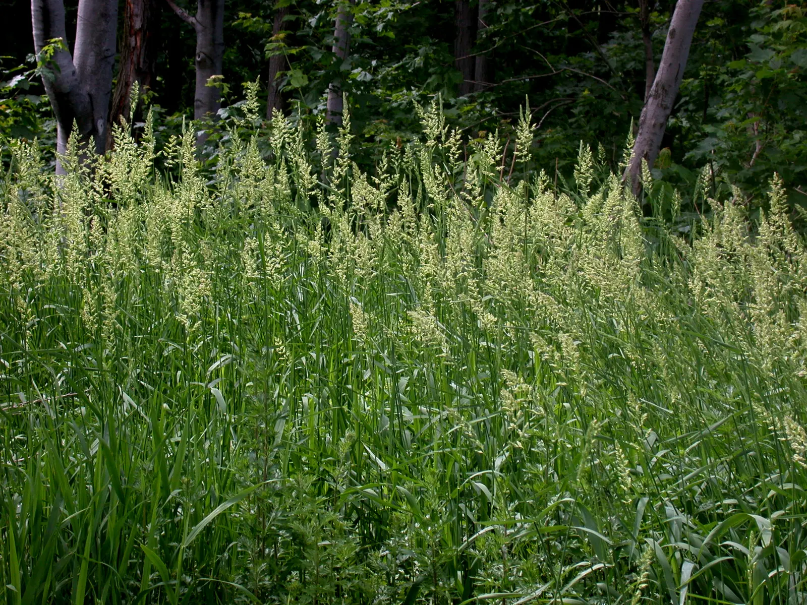Reed Canary Grass (Phalaris Arundinacea) — removing the flower heads before they set seed is recommended