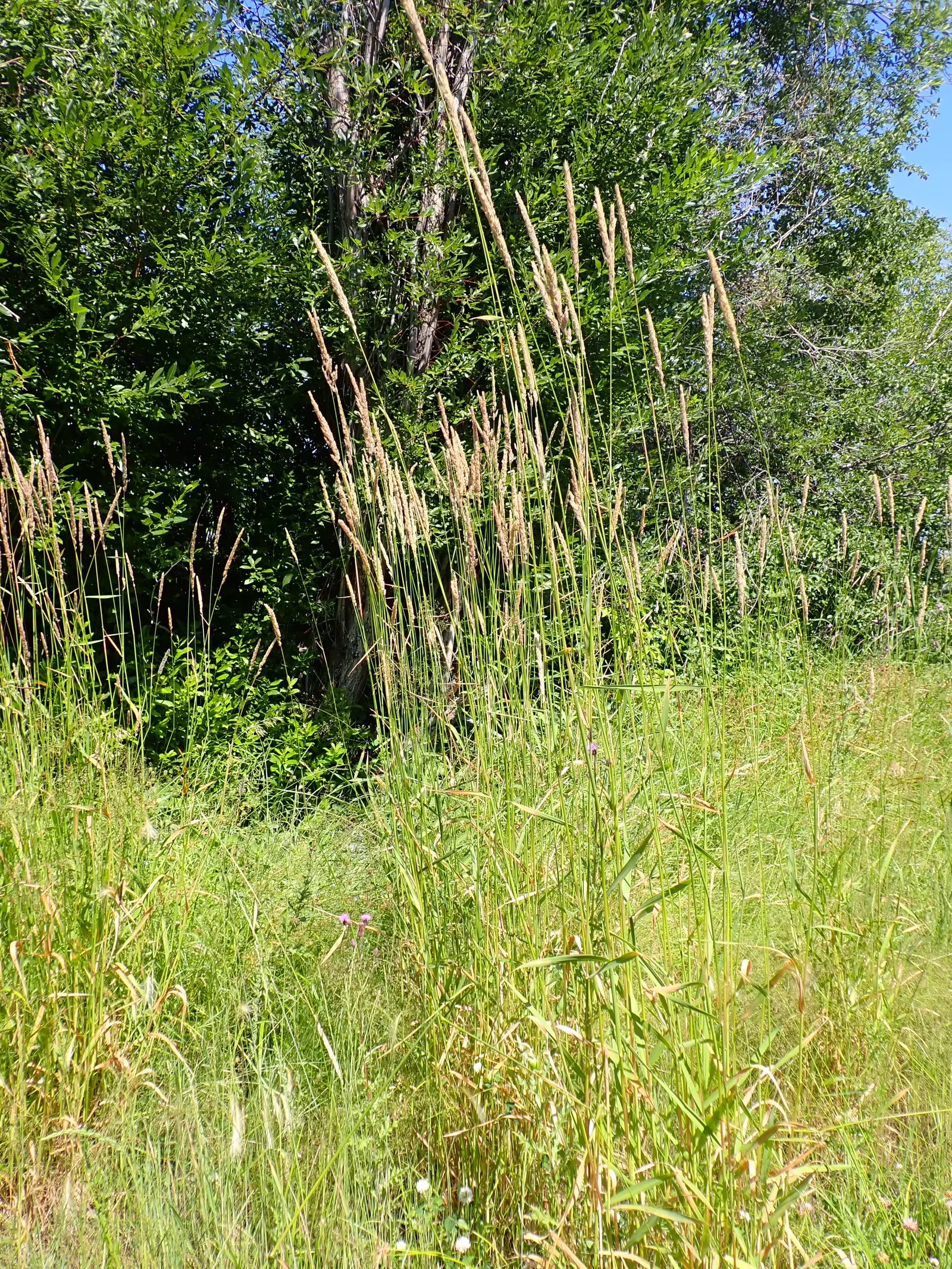 Reed Canary Grass (Phalaris Arundinacea) — Preferring full sun to part shade, it grows rapidly in wet soils and can tolerate flooding; to prevent, image 51