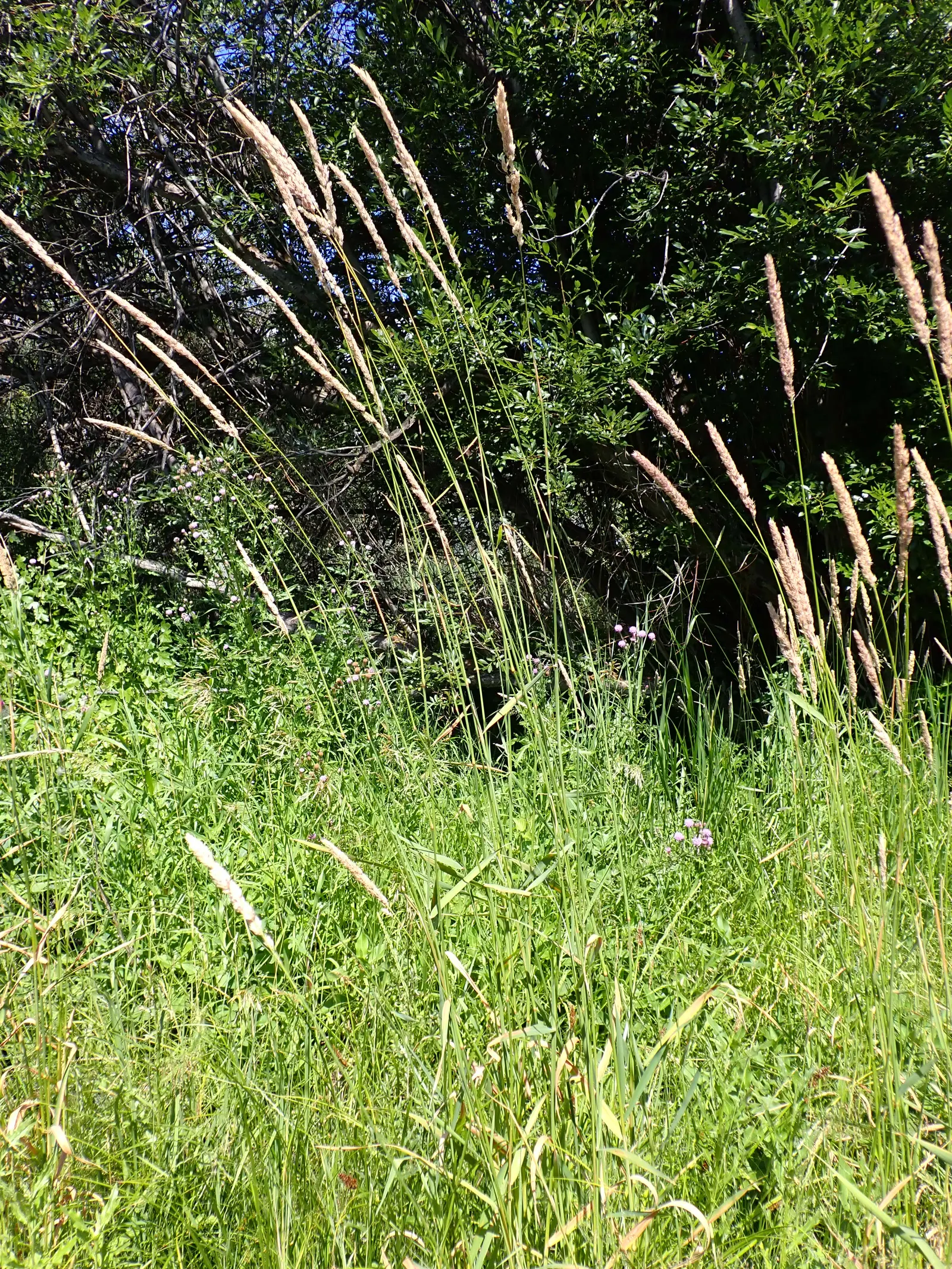 Reed Canary Grass (Phalaris Arundinacea) — Reed Canary Grass (Phalaris arundinacea); its dense, feathery, green inflorescences in summer add texture, image 97