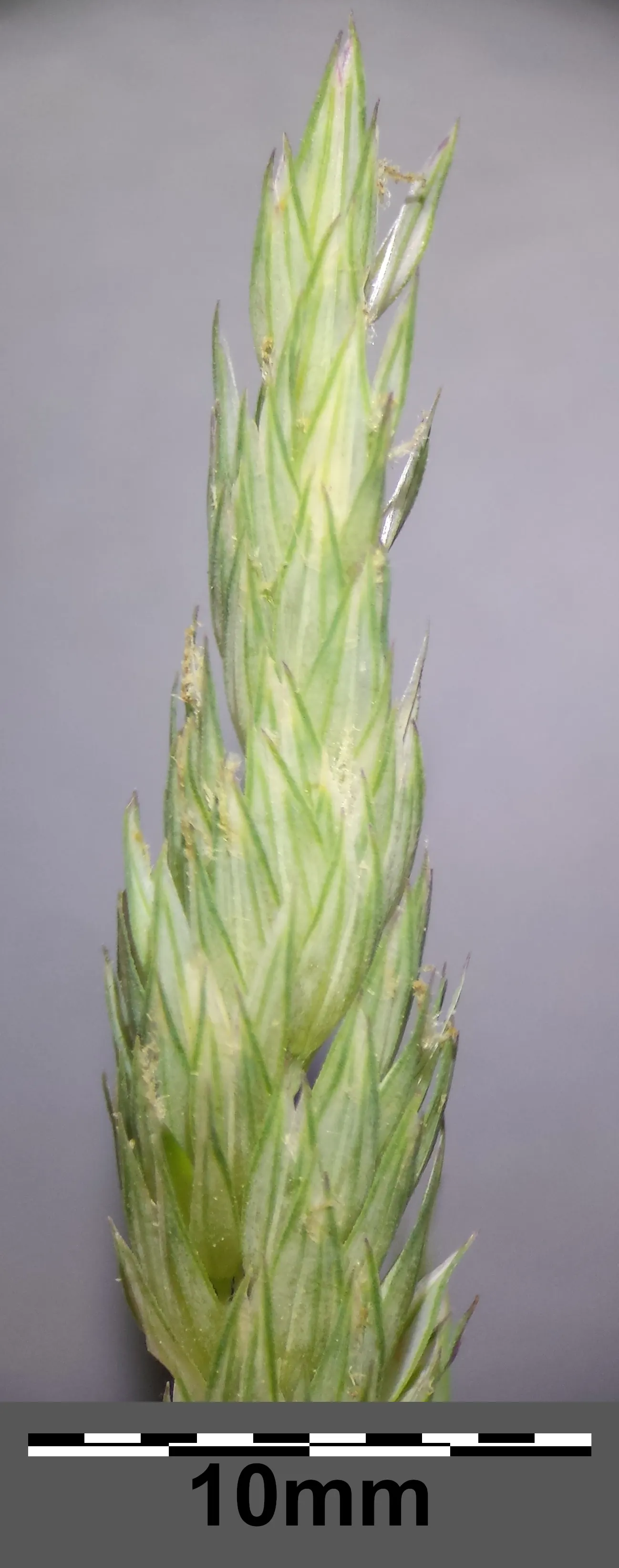 Reed Canary Grass (Phalaris Arundinacea) — Its foliage displays flat