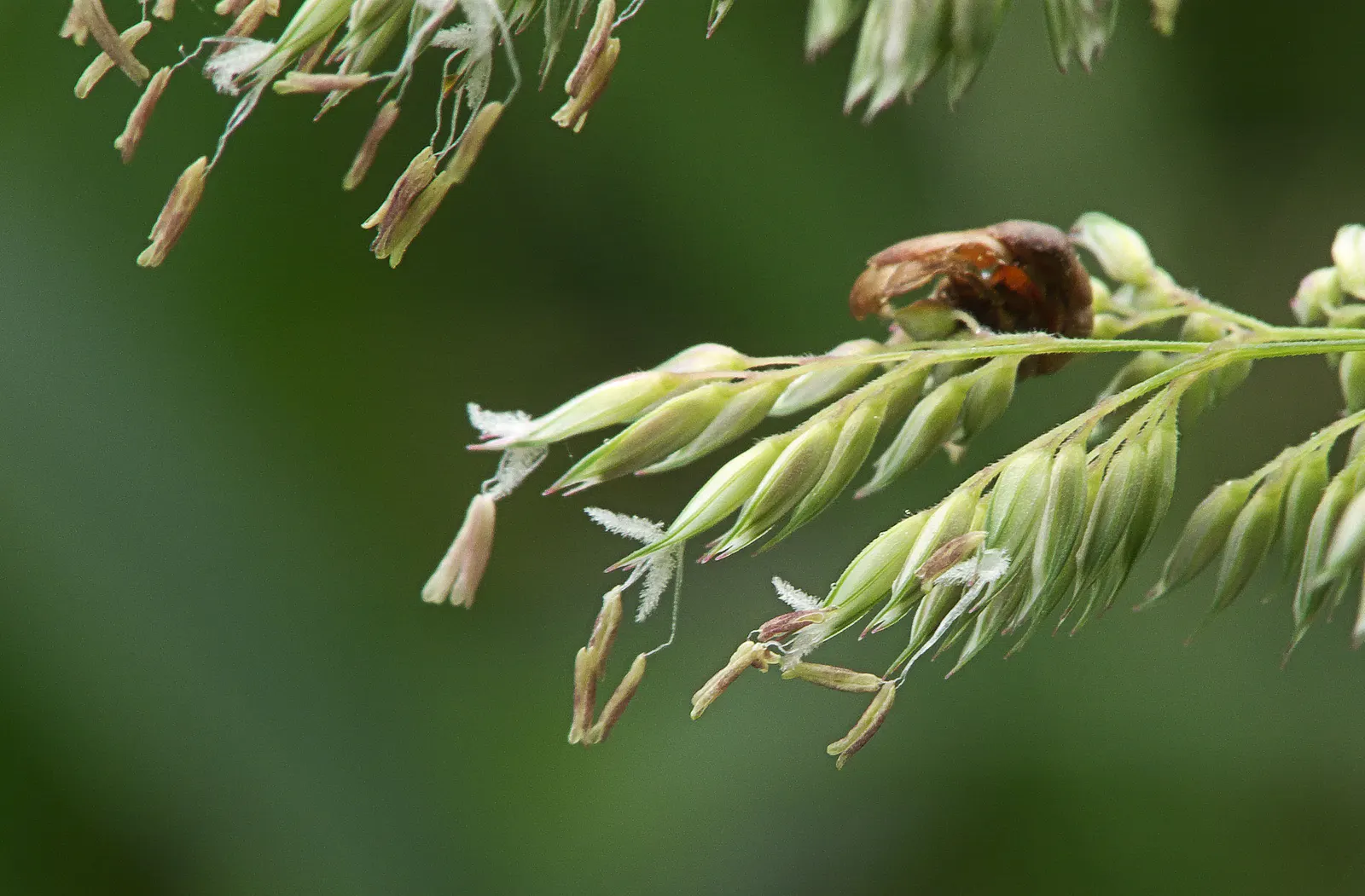 Reed Canary Grass (Phalaris Arundinacea) — Preferring full sun to part shade, it grows rapidly in wet soils and can tolerate flooding; to prevent self-seeding