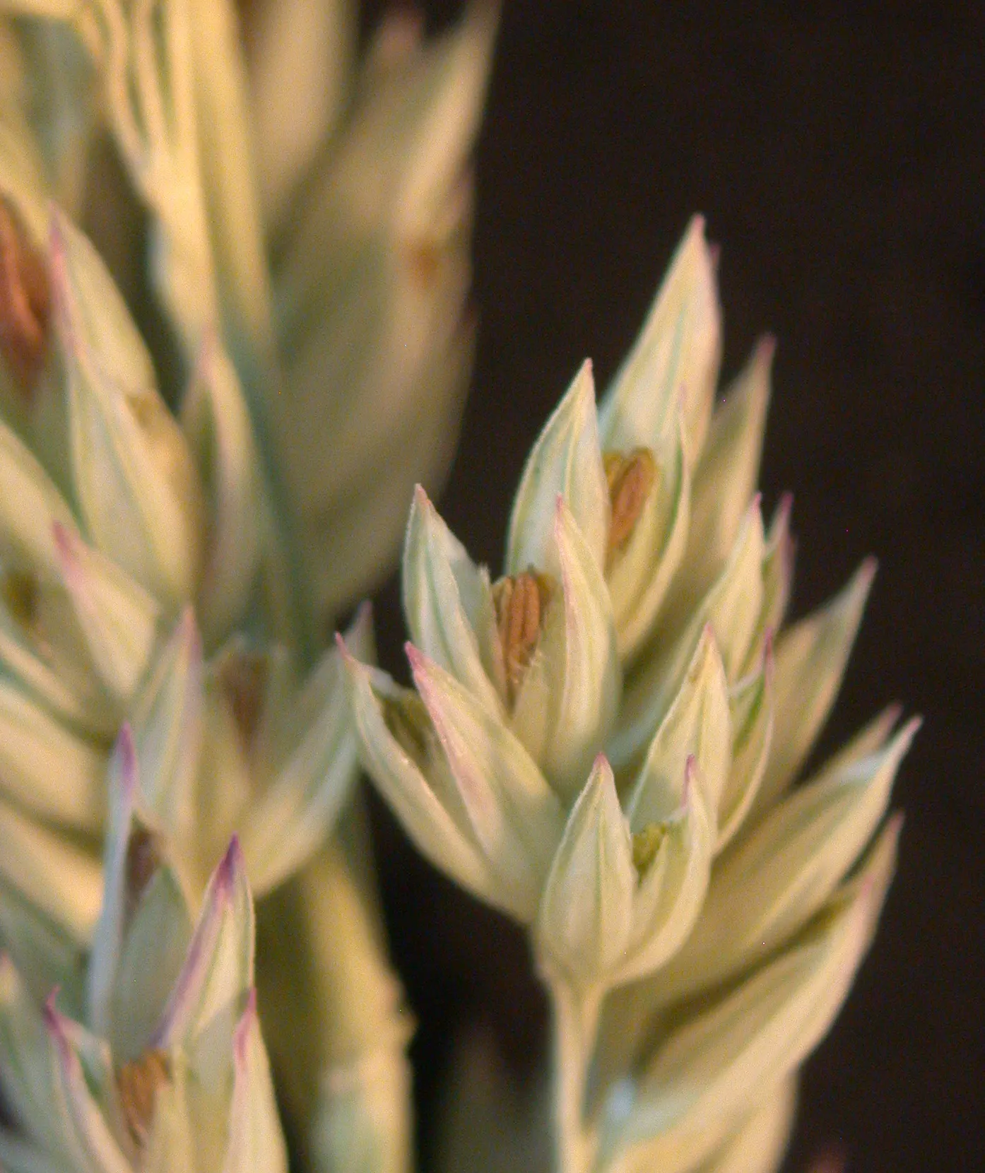 Reed Canary Grass (Phalaris Arundinacea) — Its dense, feathery, green inflorescences in summer add texture