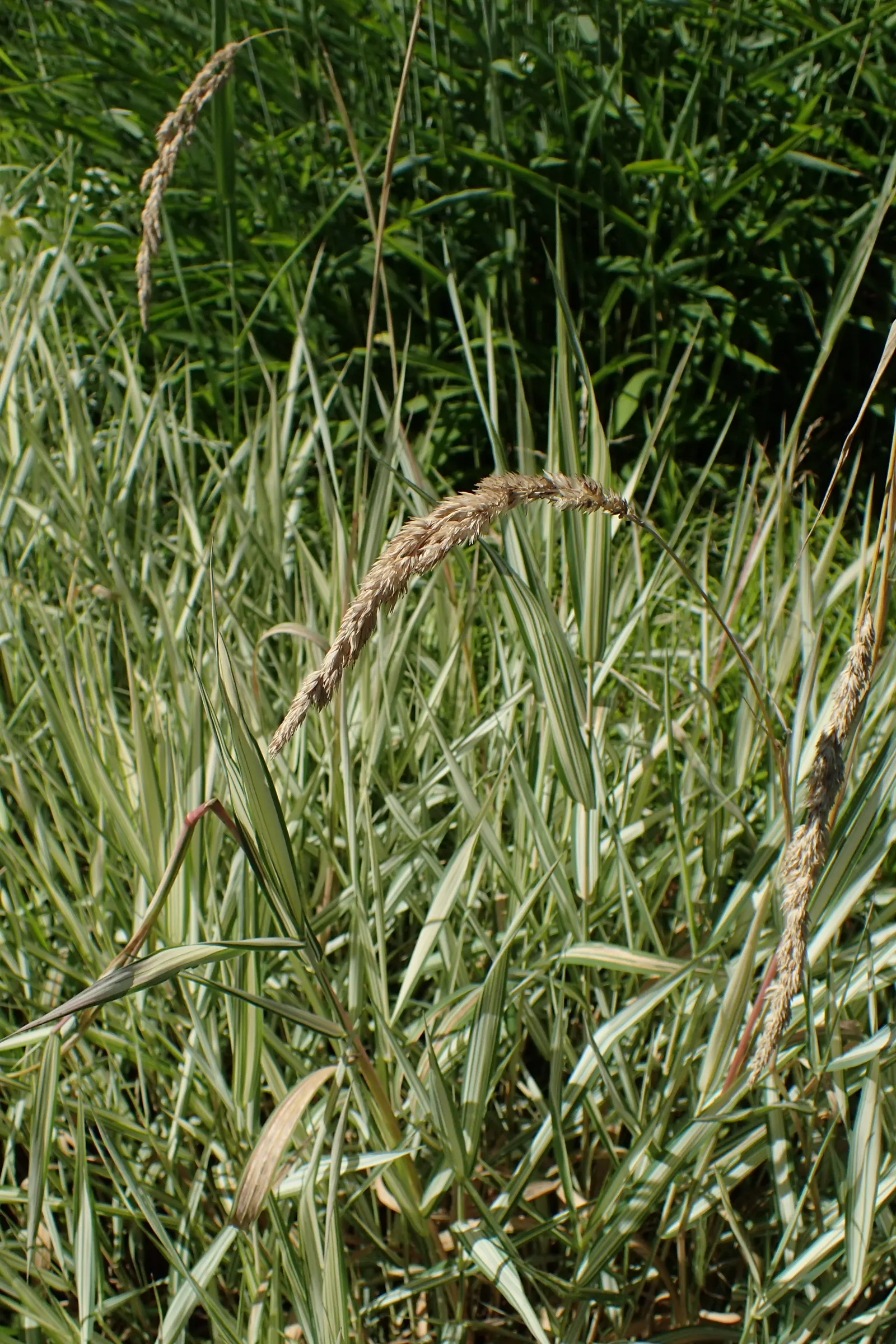 Reed Canary Grass (Phalaris Arundinacea) — Ideal for erosion control and naturalized areas; this resilient grass thrives in a wide range of soil types but