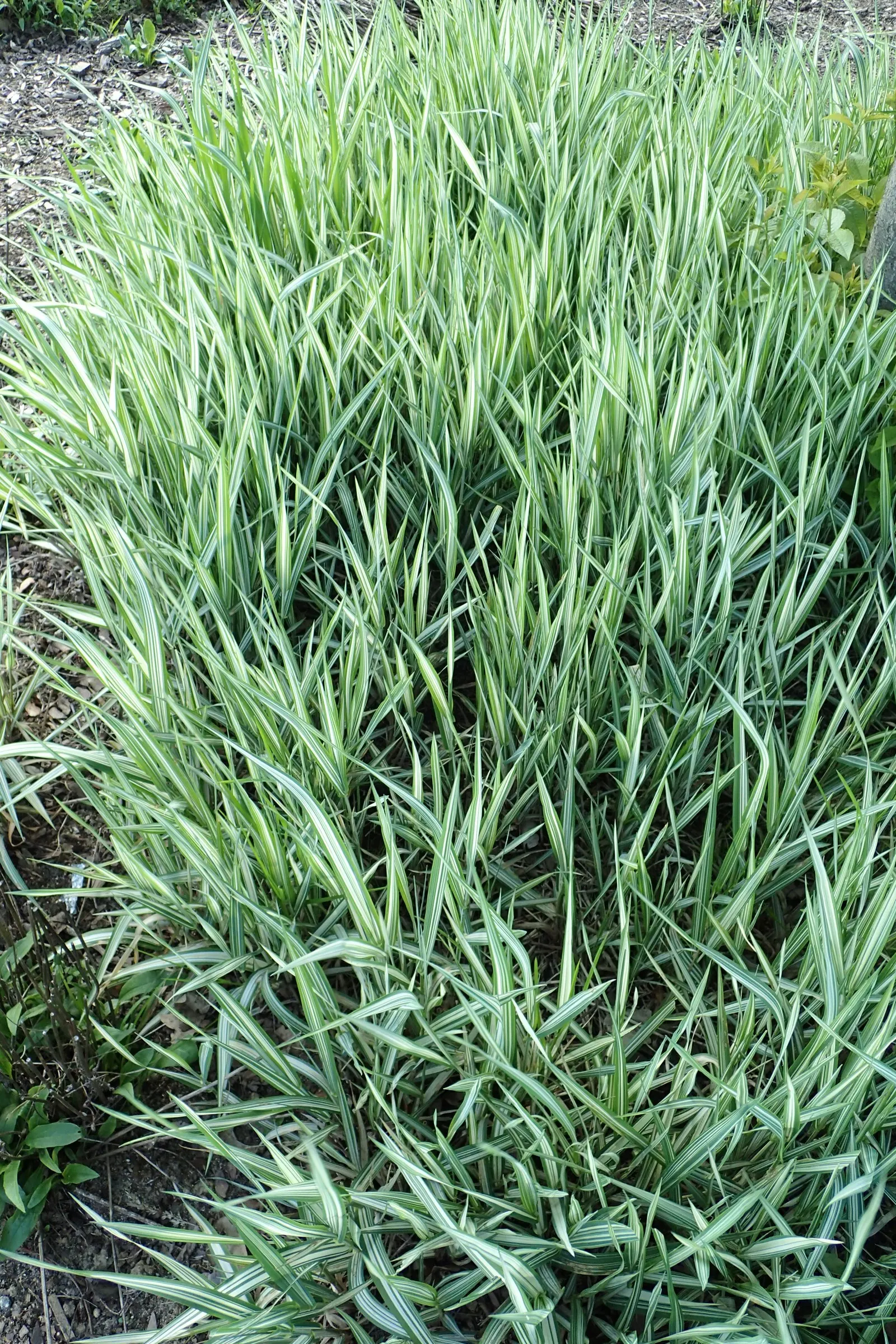 Reed Canary Grass (Phalaris Arundinacea) — with a similar spread that can form dense clumps; removing the flower heads before they set seed is, image 82