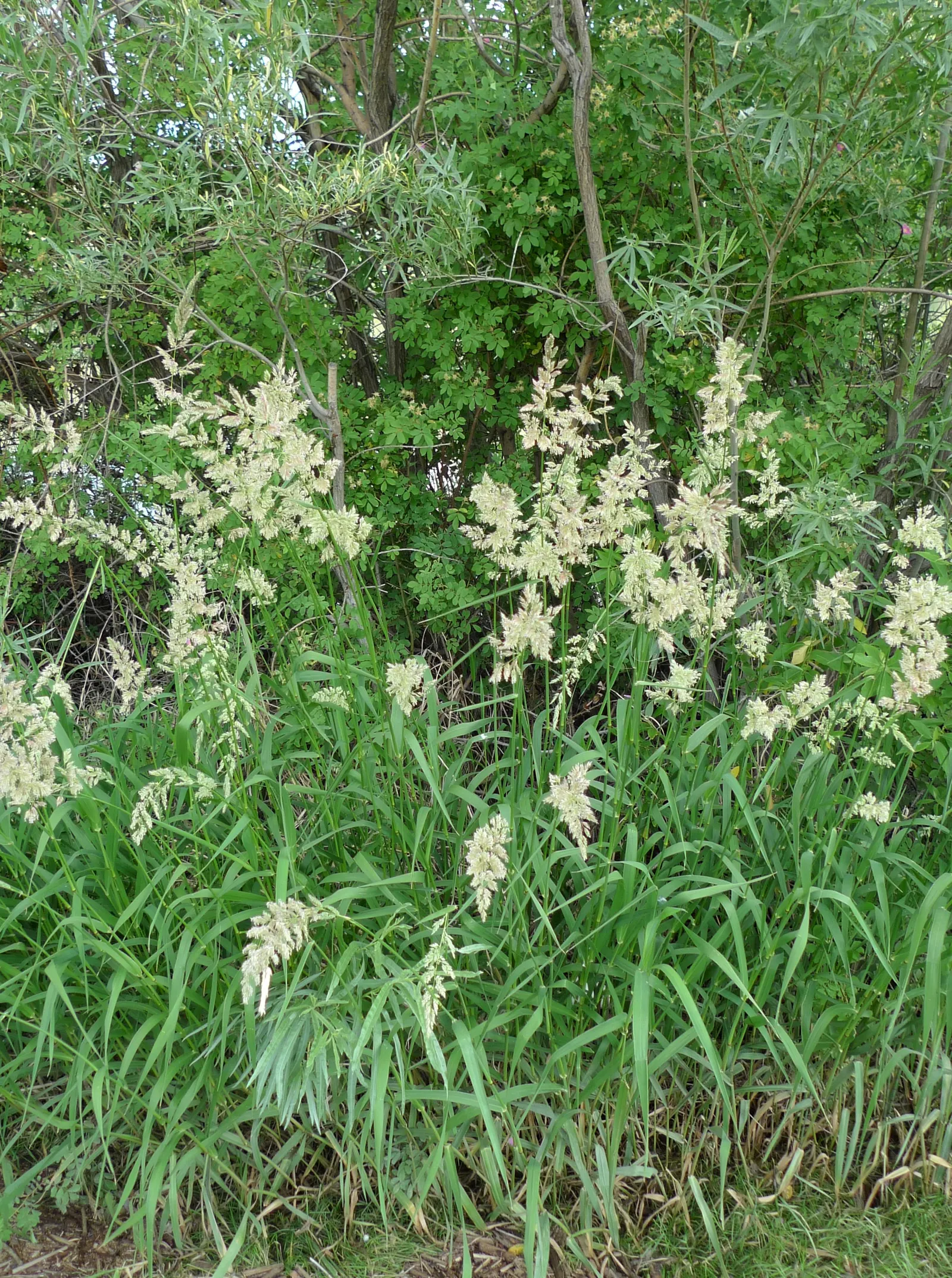 Reed Canary Grass (Phalaris Arundinacea) — is a perennial grass reaching 5-6 feet tall and spreading 2-3 feet wide; its foliage displays flat, image 50