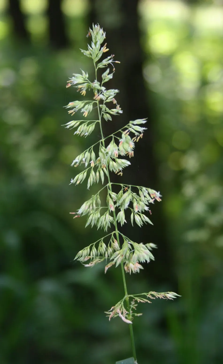 Reed Canary Grass (Phalaris Arundinacea) — grass with white blooms