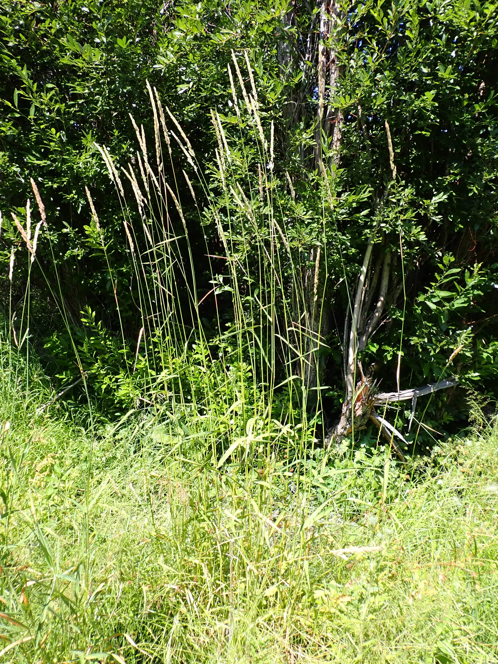 Reed Canary Grass (Phalaris Arundinacea) — Reed Canary Grass can be aggressively invasive in certain regions