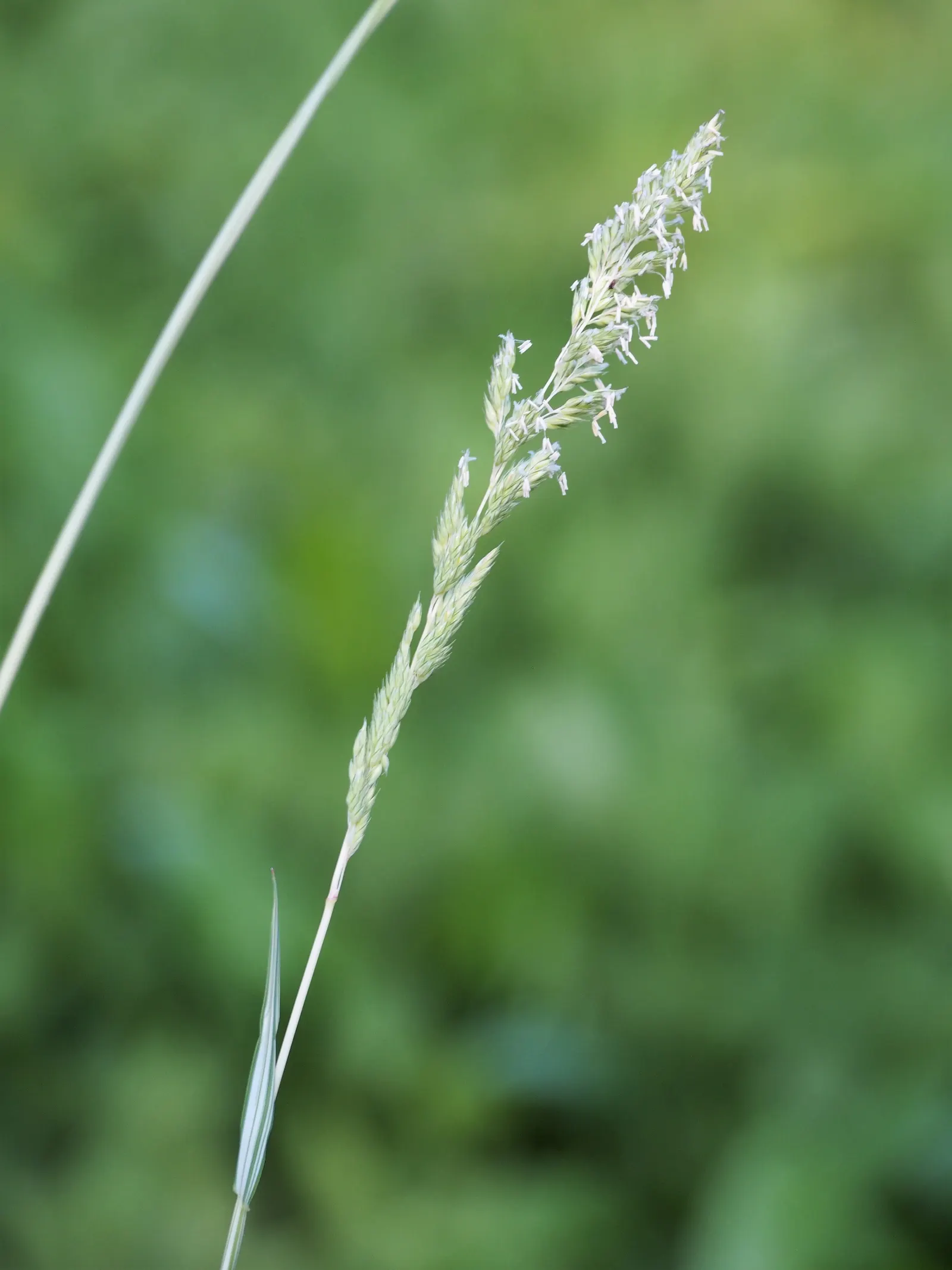 Reed Canary Grass (Phalaris Arundinacea) — grass with white blooms; these inflorescences can be about 3 to 6 inches long, adding vertical interest, image 71