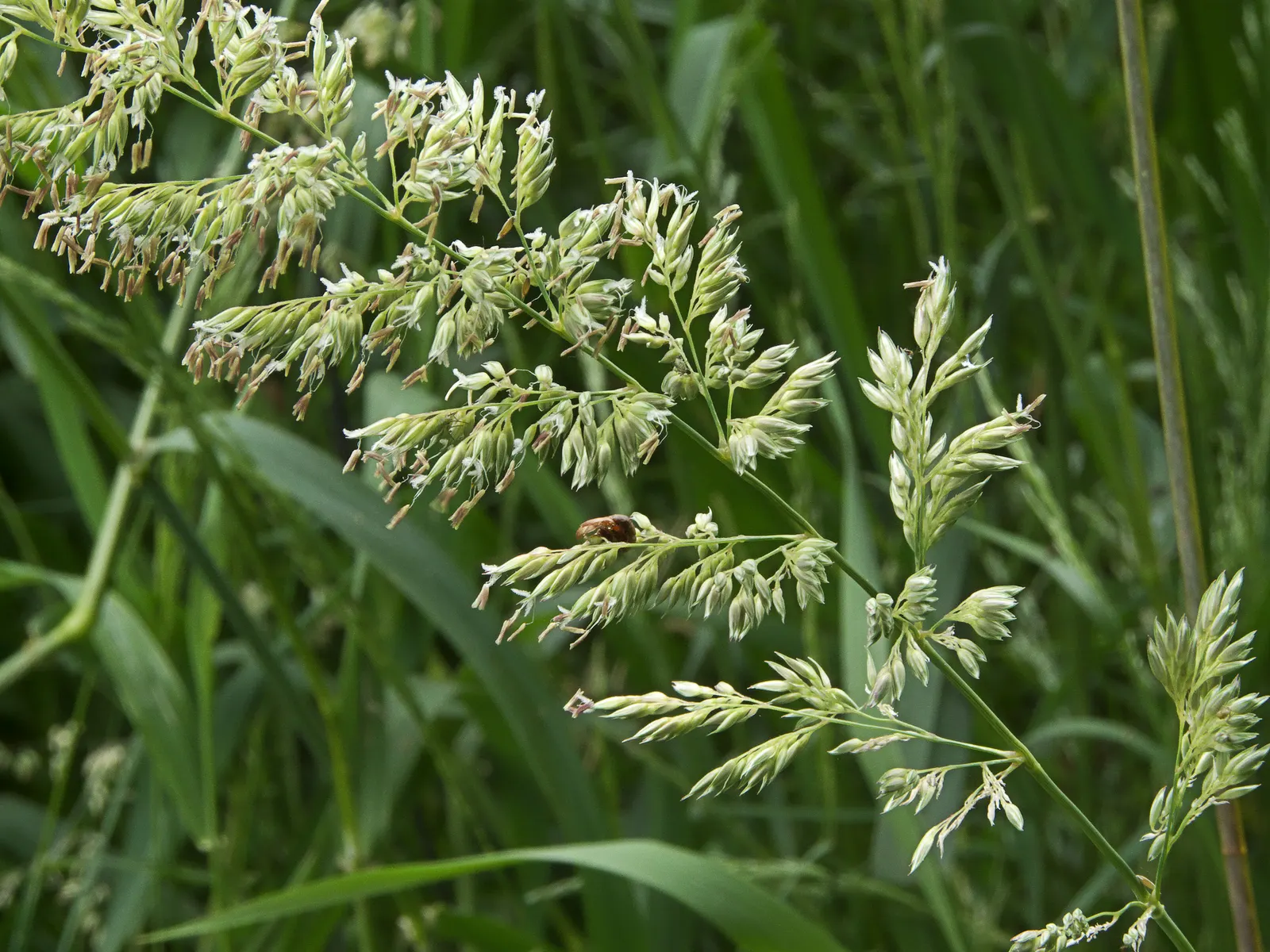 Reed Canary Grass (Phalaris Arundinacea) — with a similar spread that can form dense clumps; removing the flower heads before they set seed is, image 58
