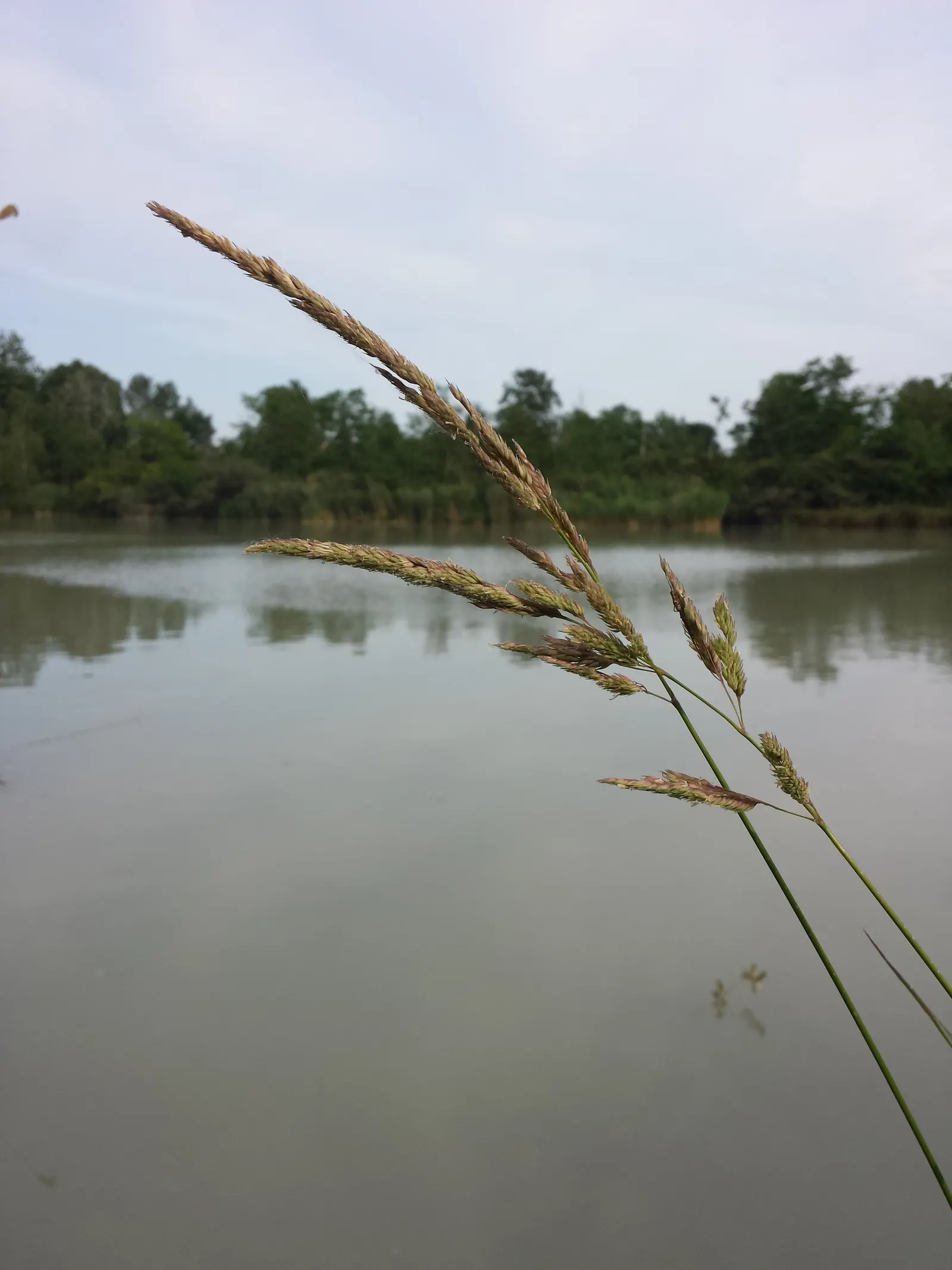 Reed Canary Grass (Phalaris Arundinacea) — pale green to purple-flushed panicles that make a subtle statement; reed Canary Grass can be aggressively invasive