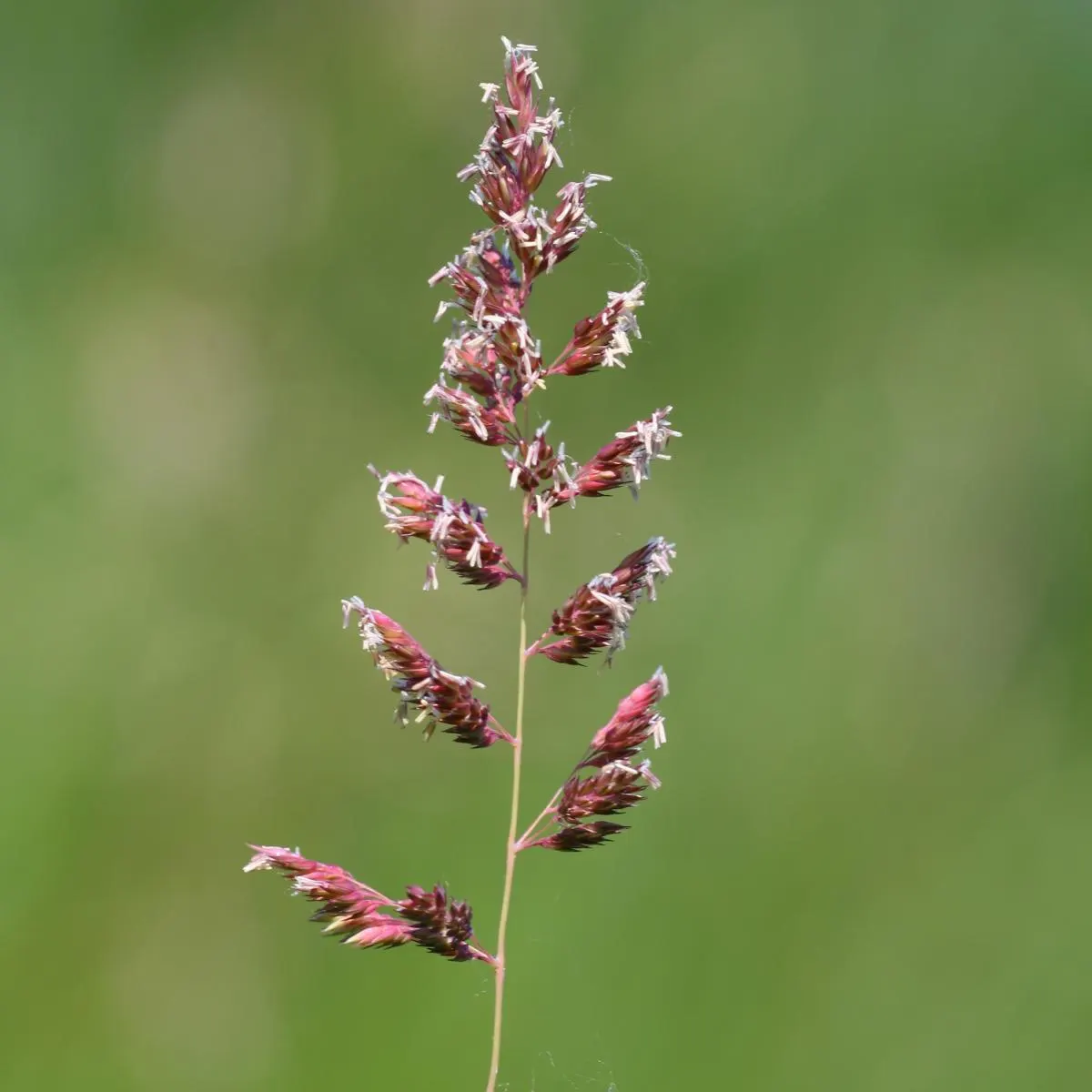 Reed Canary Grass (Phalaris Arundinacea) — Reed Canary Grass presents a hardy option for both functional and aesthetic purposes in your landscape, image 93