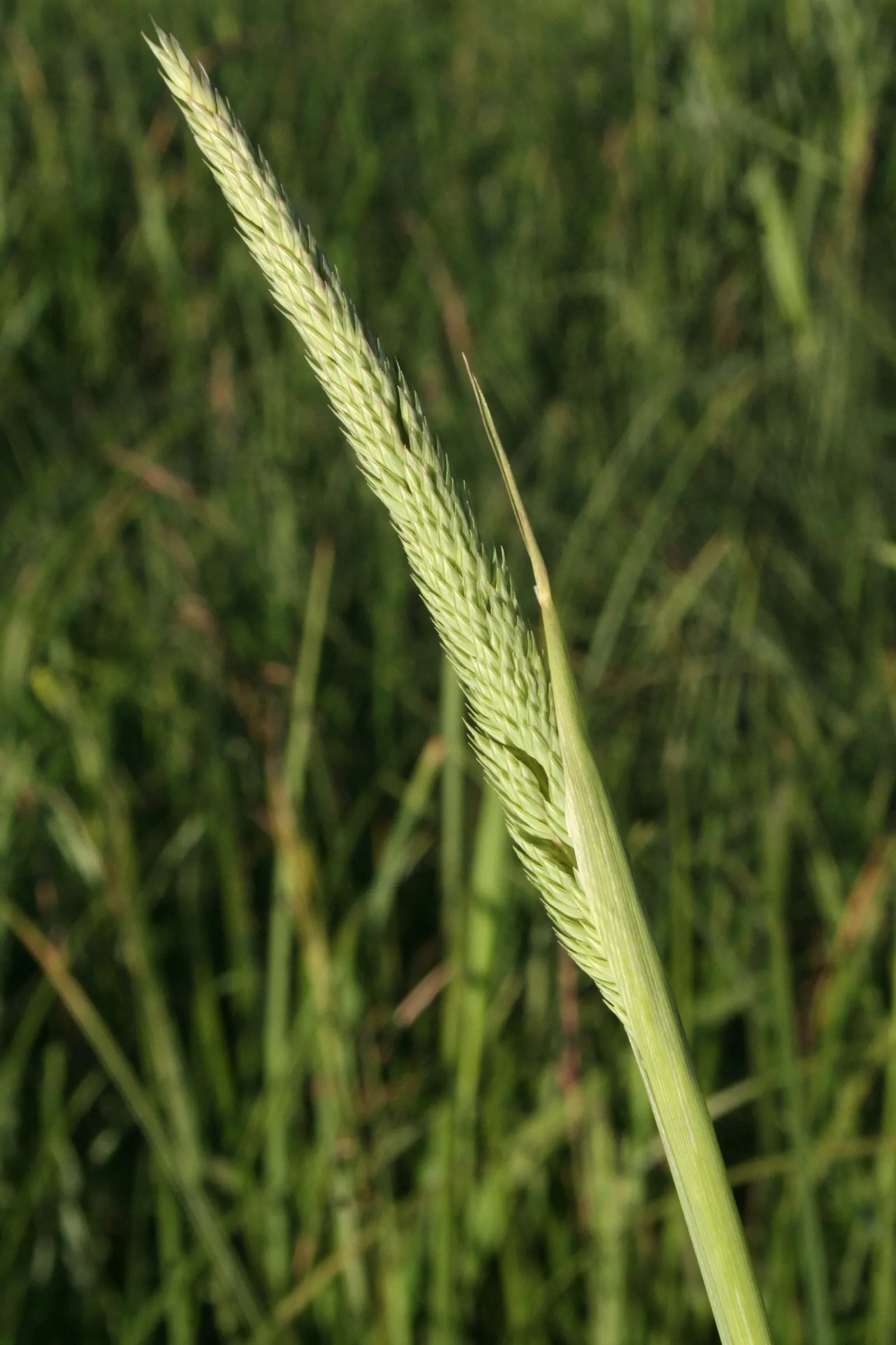 Reed Canary Grass (Phalaris Arundinacea) — Ideal for erosion control and naturalized areas