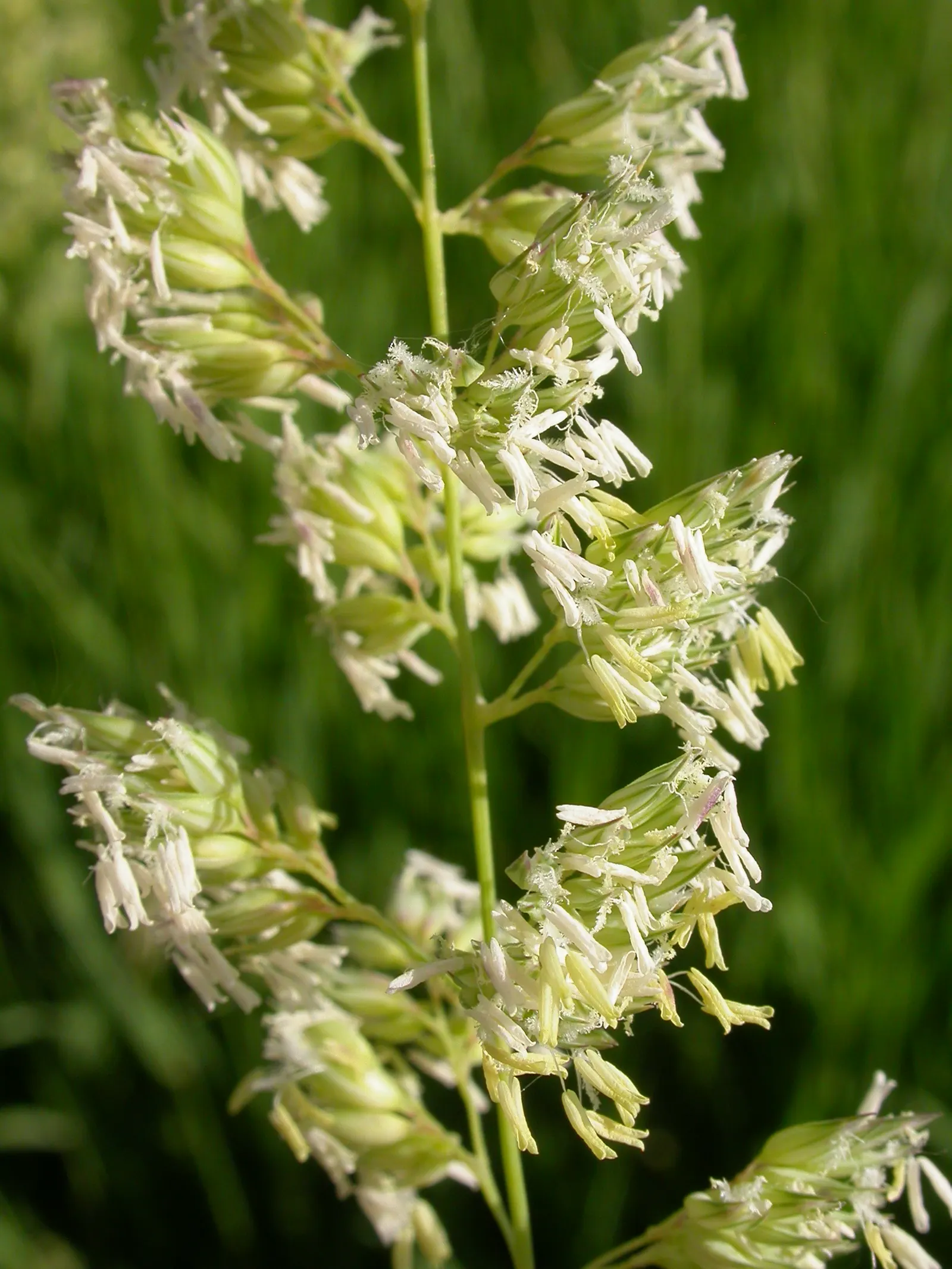 Reed Canary Grass (Phalaris Arundinacea) — Caution: It's invasive and may require management to keep in check; hardy across USDA Zones 4 to 9