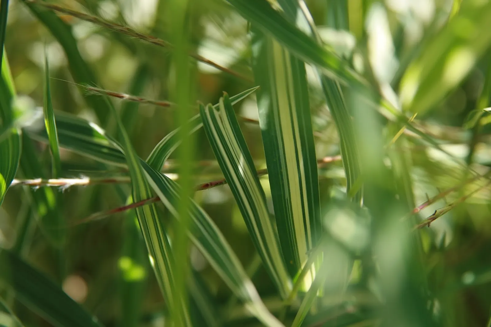 Reed Canary Grass (Phalaris Arundinacea) — white flowers in the garden; reed Canary Grass is a perennial species known for its robust growth and, image 70