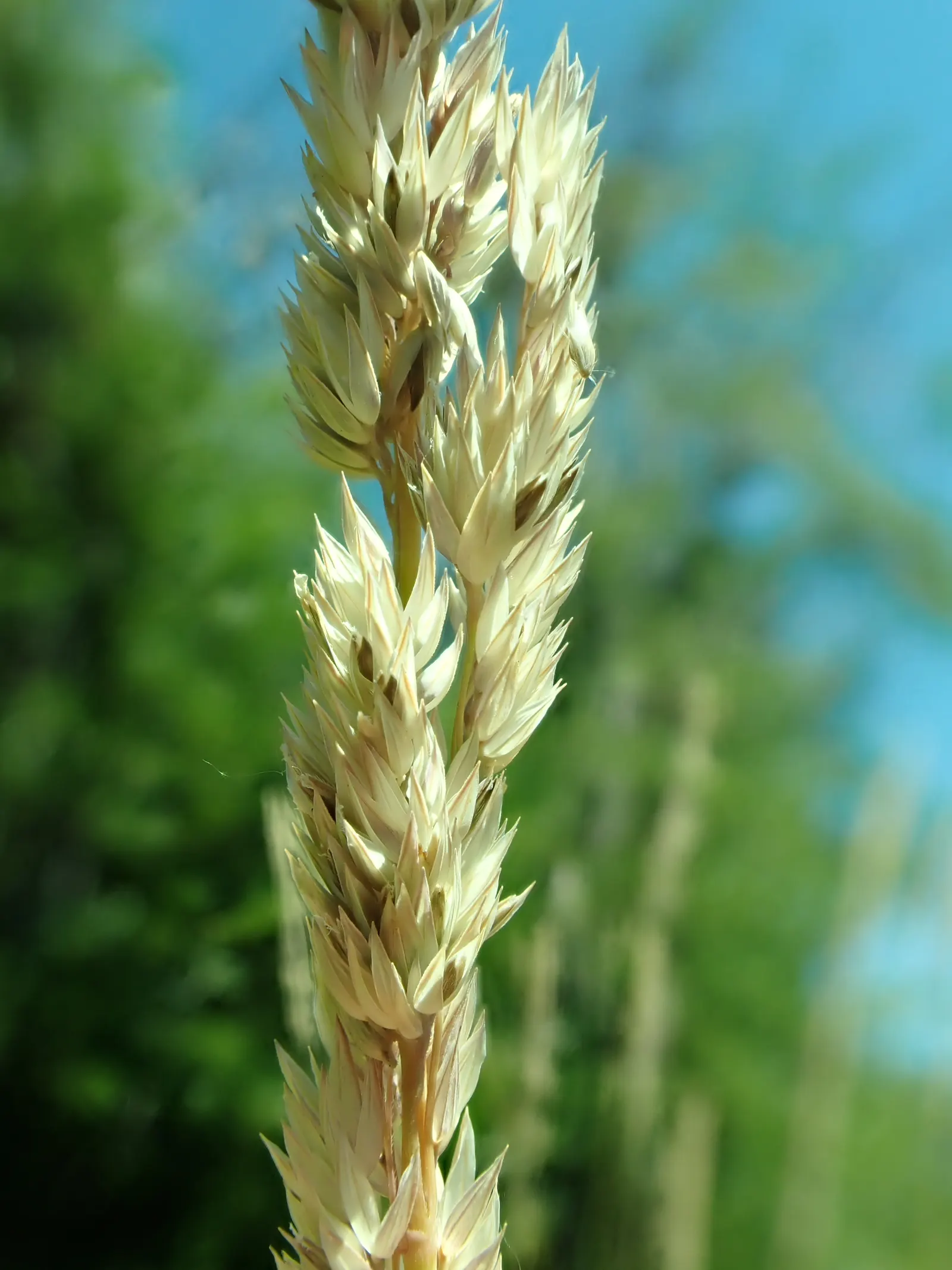 Reed Canary Grass (Phalaris Arundinacea) — Hardy across USDA Zones 4 to 9; caution: It's invasive and may require management to keep in check, image 56
