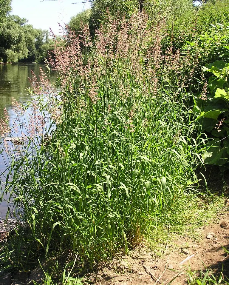 Reed Canary Grass (Phalaris Arundinacea) — To prevent self-seeding and possible invasive behavior