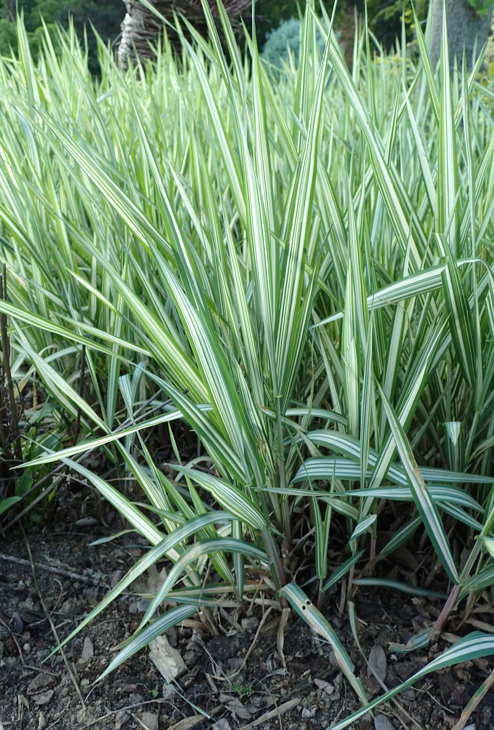 Reed Canary Grass (Phalaris Arundinacea) — Reed Canary Grass is a perennial species known for its robust growth and versatility; white flowers in, image 55