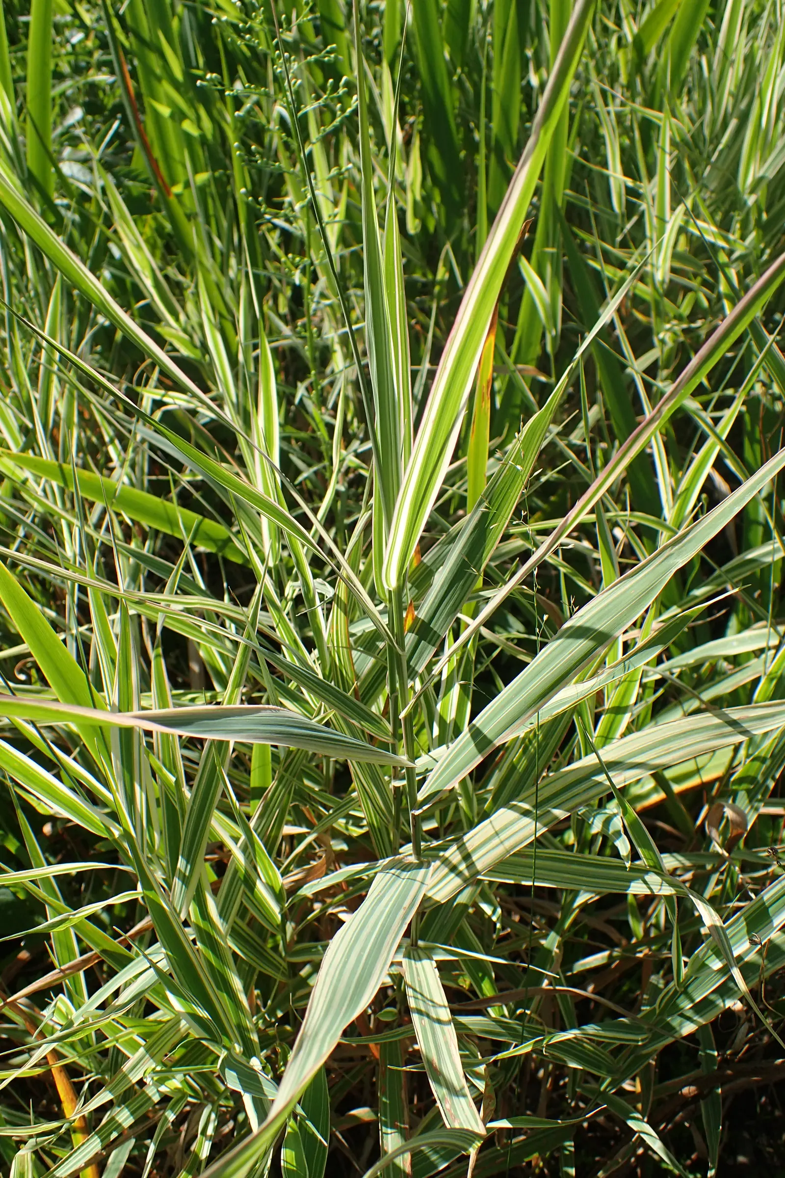 Reed Canary Grass (Phalaris Arundinacea) — white flowers in the garden; reed Canary Grass is a perennial species known for its robust growth and versatility