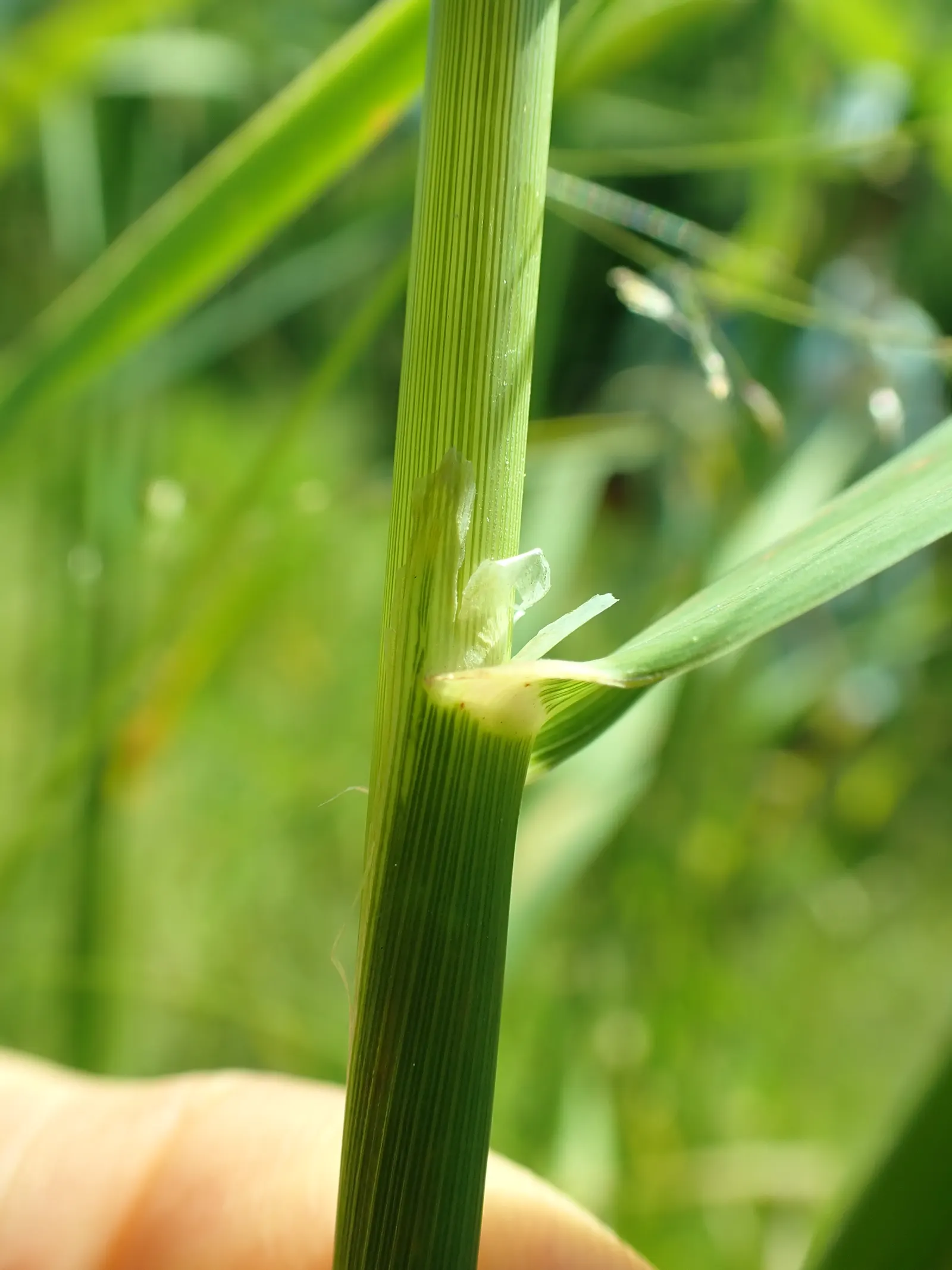 Reed Canary Grass (Phalaris Arundinacea) — Ideal for erosion control and naturalized areas; this resilient grass thrives in a wide range of soil, image 78