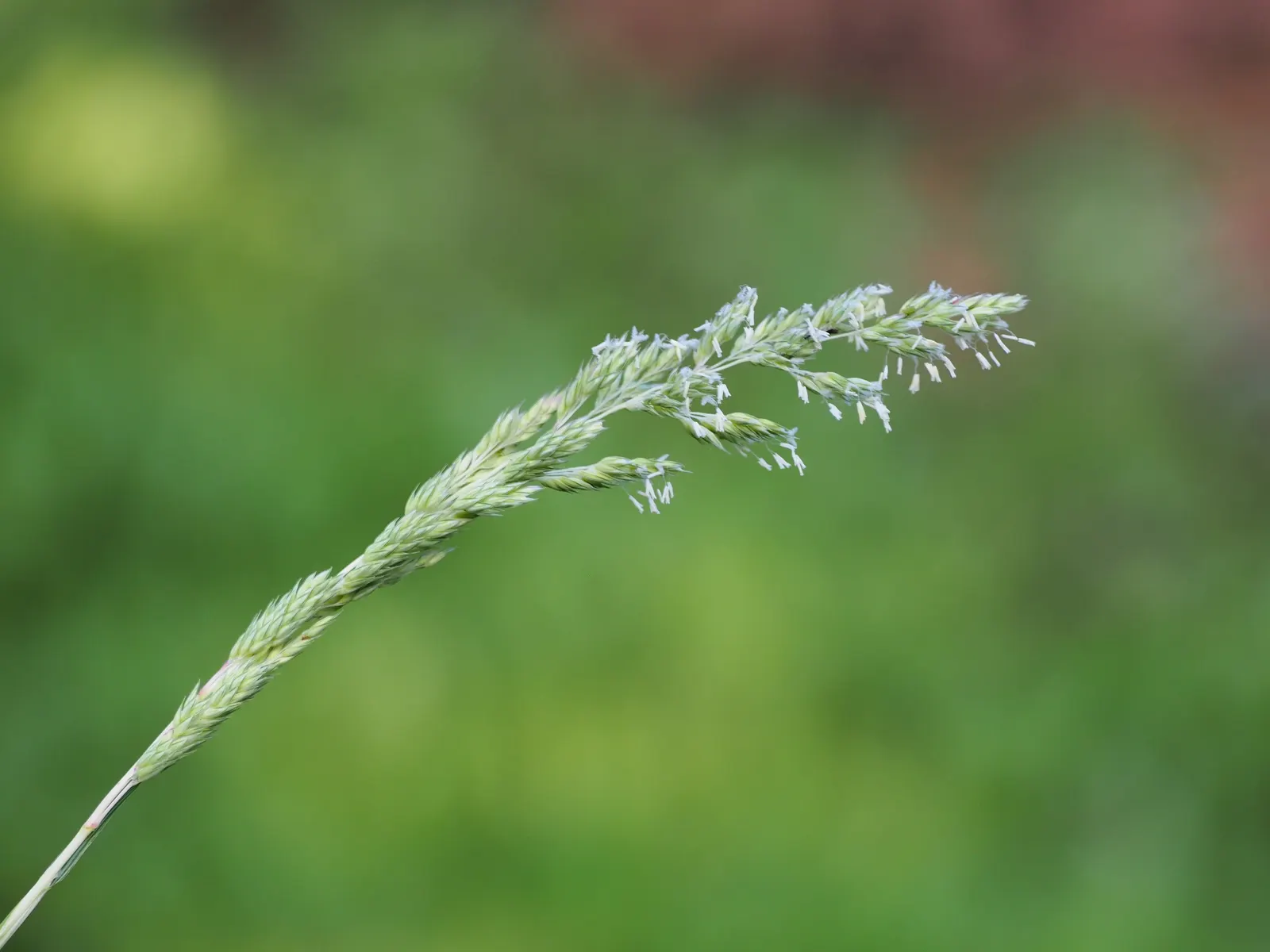 Reed Canary Grass (Phalaris Arundinacea) — These inflorescences can be about 3 to 6 inches long, adding vertical interest to your design; grass, image 62