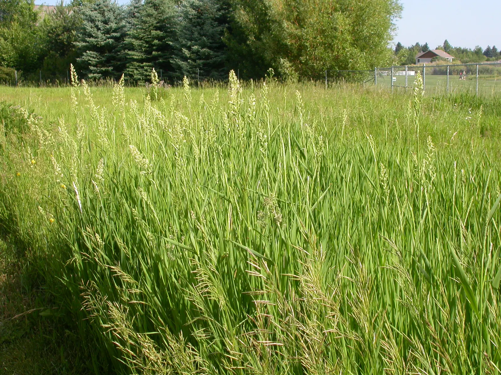 Reed Canary Grass (Phalaris Arundinacea) — Ideal for erosion control and naturalized areas; this resilient grass thrives in a wide range of soil, image 54