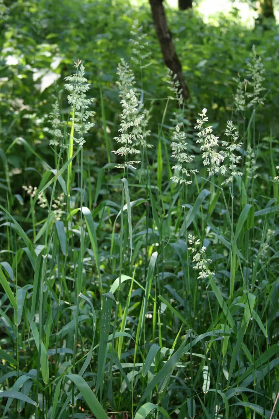 Reed Canary Grass (Phalaris Arundinacea) — Reed Canary Grass is a perennial species known for its robust growth and versatility; white flowers in, image 79