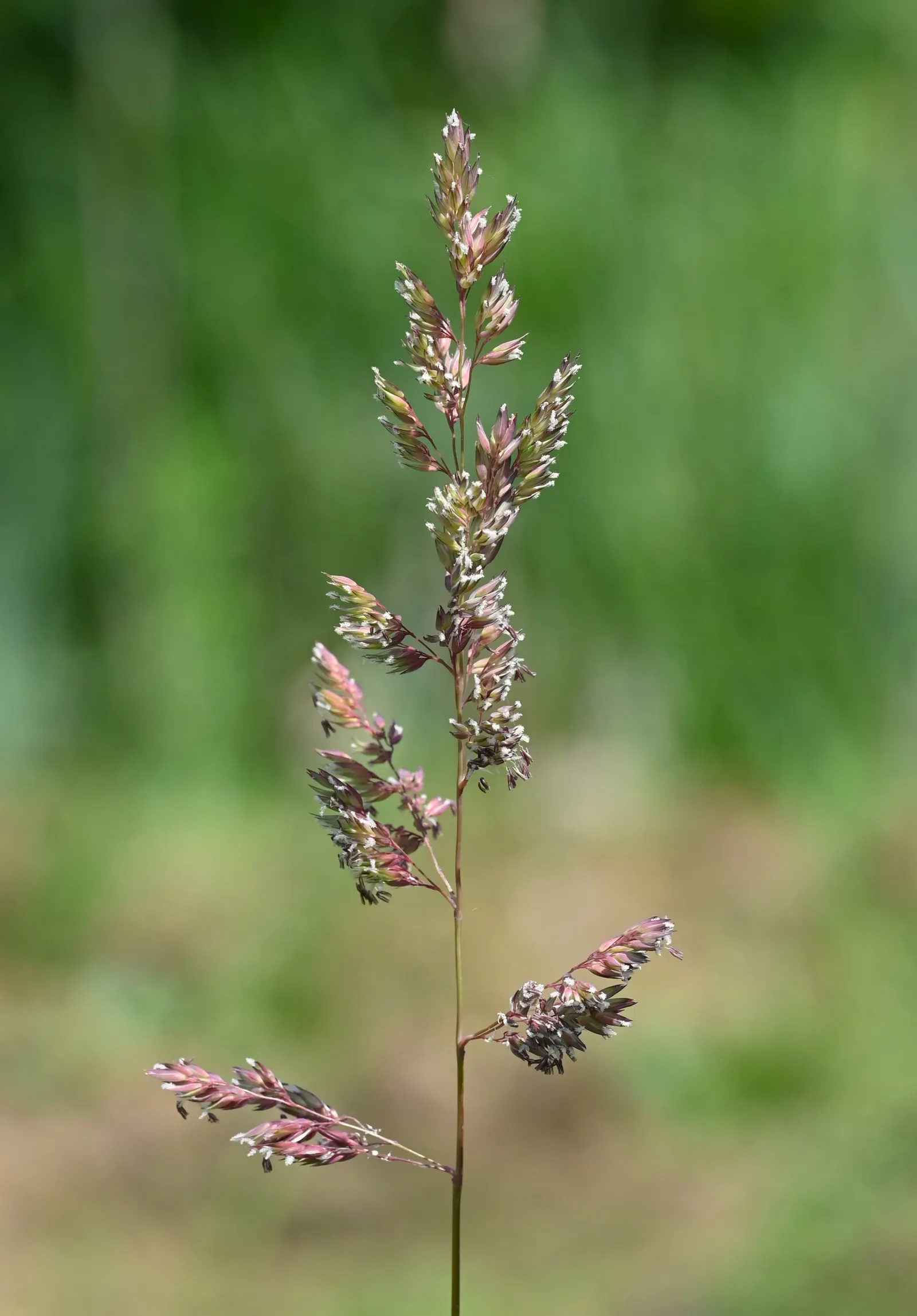 Reed Canary Grass (Phalaris Arundinacea) — Reed Canary Grass can be aggressively invasive in certain regions; pale green to purple-flushed panicles that make a