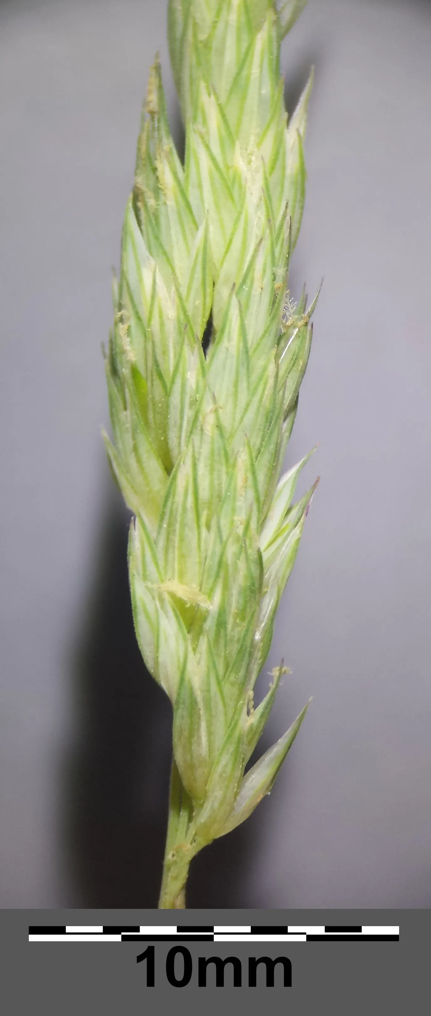 Reed Canary Grass (Phalaris Arundinacea) — Reed Canary Grass presents a hardy option for both functional and aesthetic purposes in your landscape design