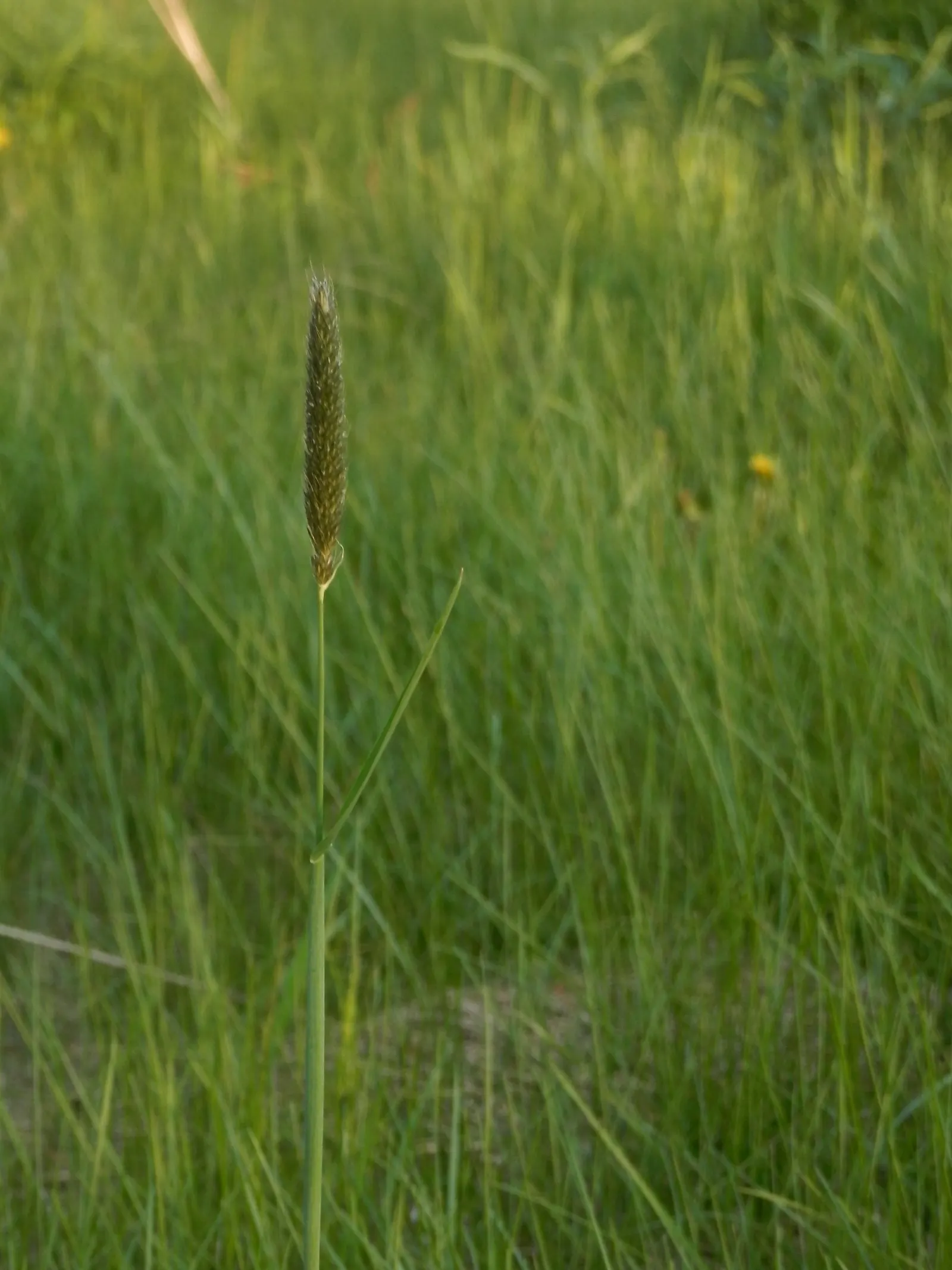 Reed Canary Grass (Phalaris Arundinacea) — is a perennial grass reaching 5-6 feet tall and spreading 2-3 feet wide