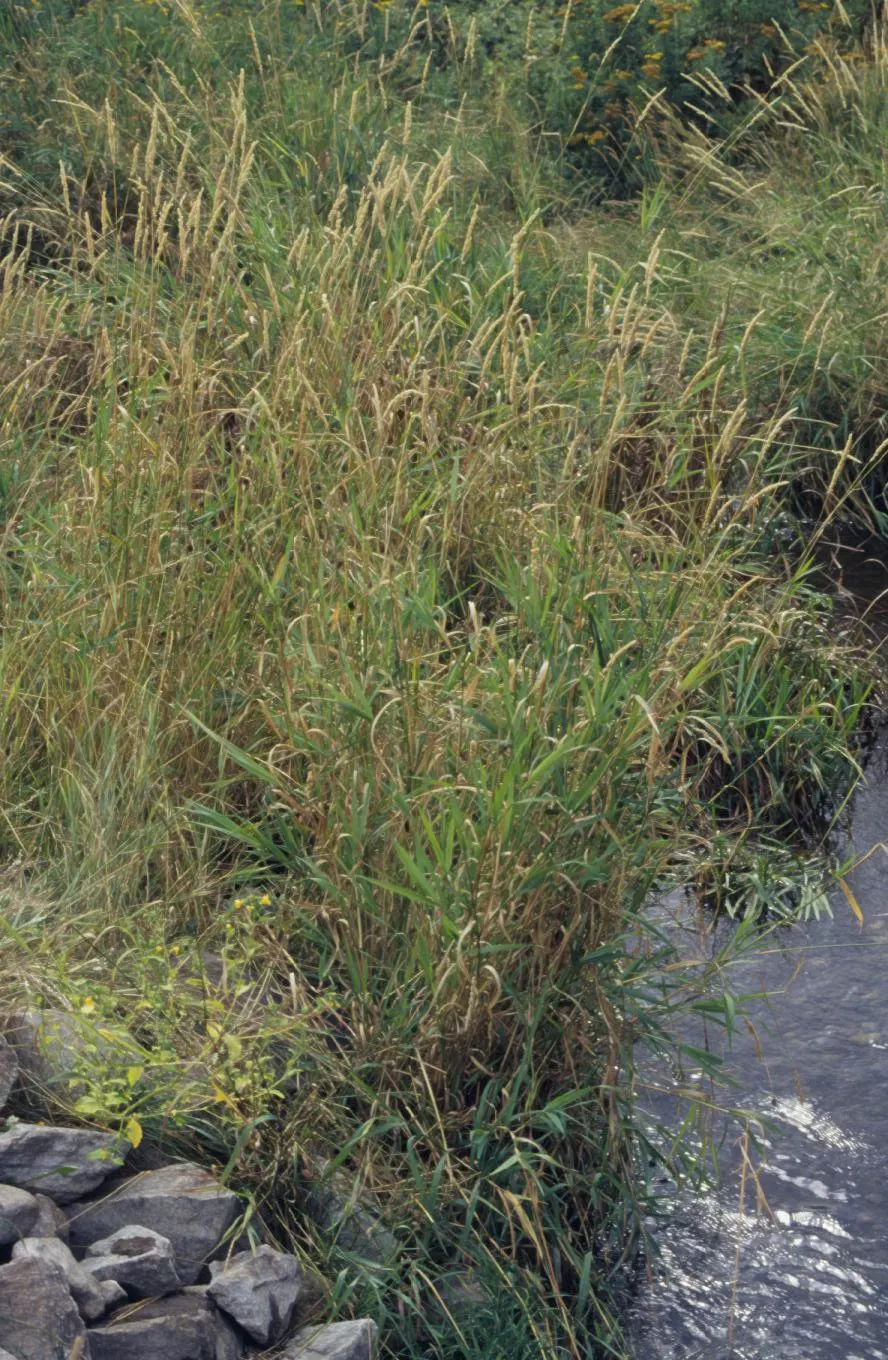 Reed Canary Grass (Phalaris Arundinacea) — is a perennial grass reaching 5-6 feet tall and spreading 2-3 feet wide; its foliage displays flat