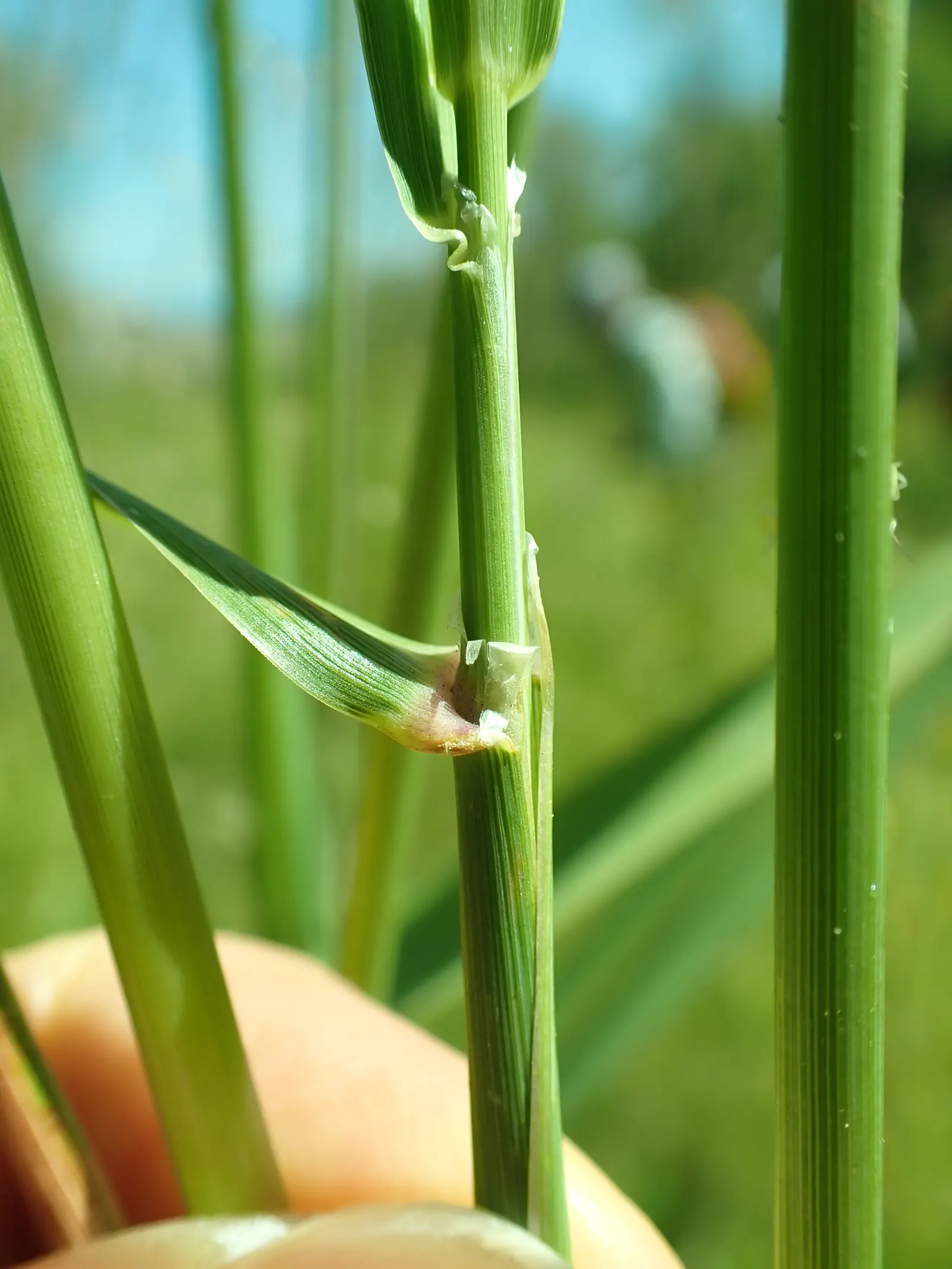 Reed Canary Grass (Phalaris Arundinacea) — Preferring full sun to part shade, it grows rapidly in wet soils and can tolerate flooding; to prevent, image 75