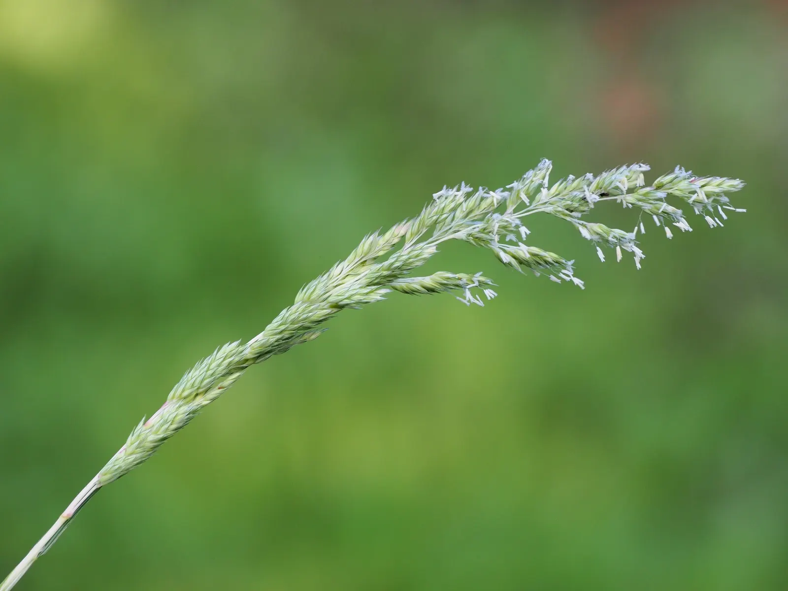Reed Canary Grass (Phalaris Arundinacea) — is a perennial grass reaching 5-6 feet tall and spreading 2-3 feet wide; its foliage displays flat, image 74