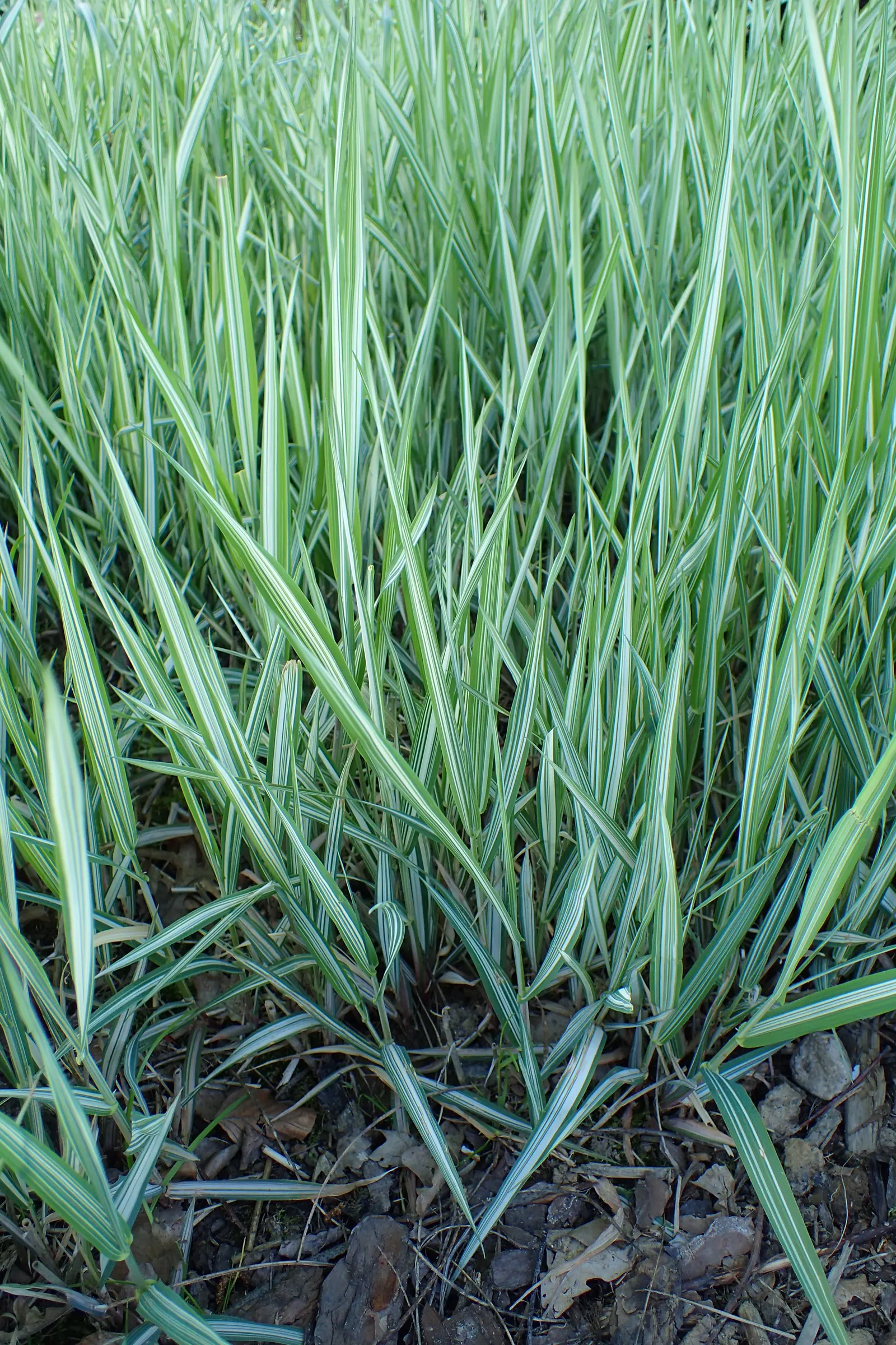 Reed Canary Grass (Phalaris Arundinacea) — is a perennial grass reaching 5-6 feet tall and spreading 2-3 feet wide; its foliage displays flat, image 98